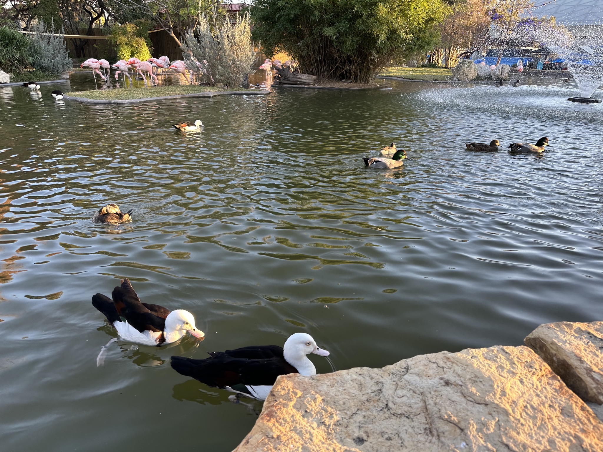Ducks and flamingos