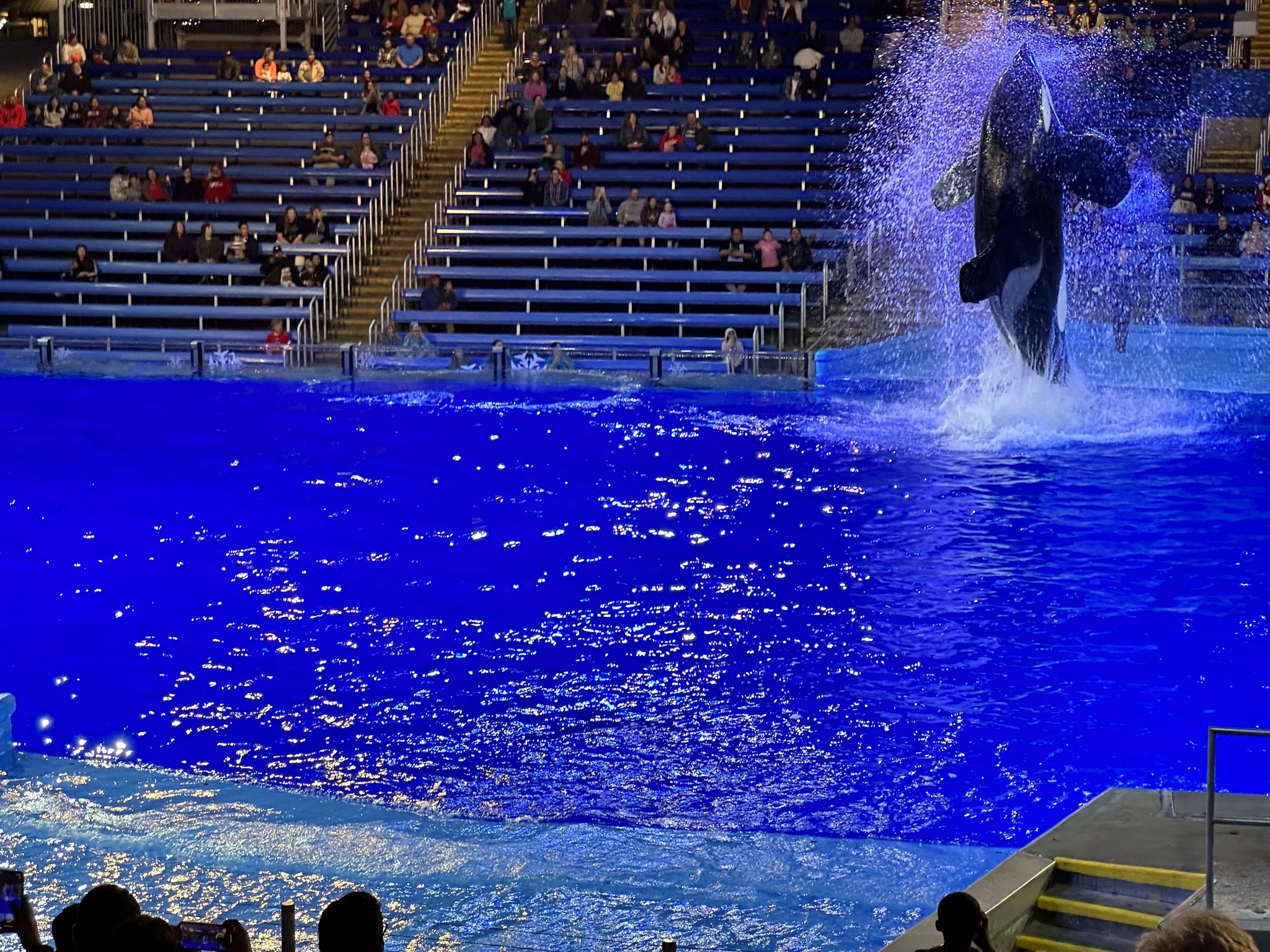 Orca Encounter