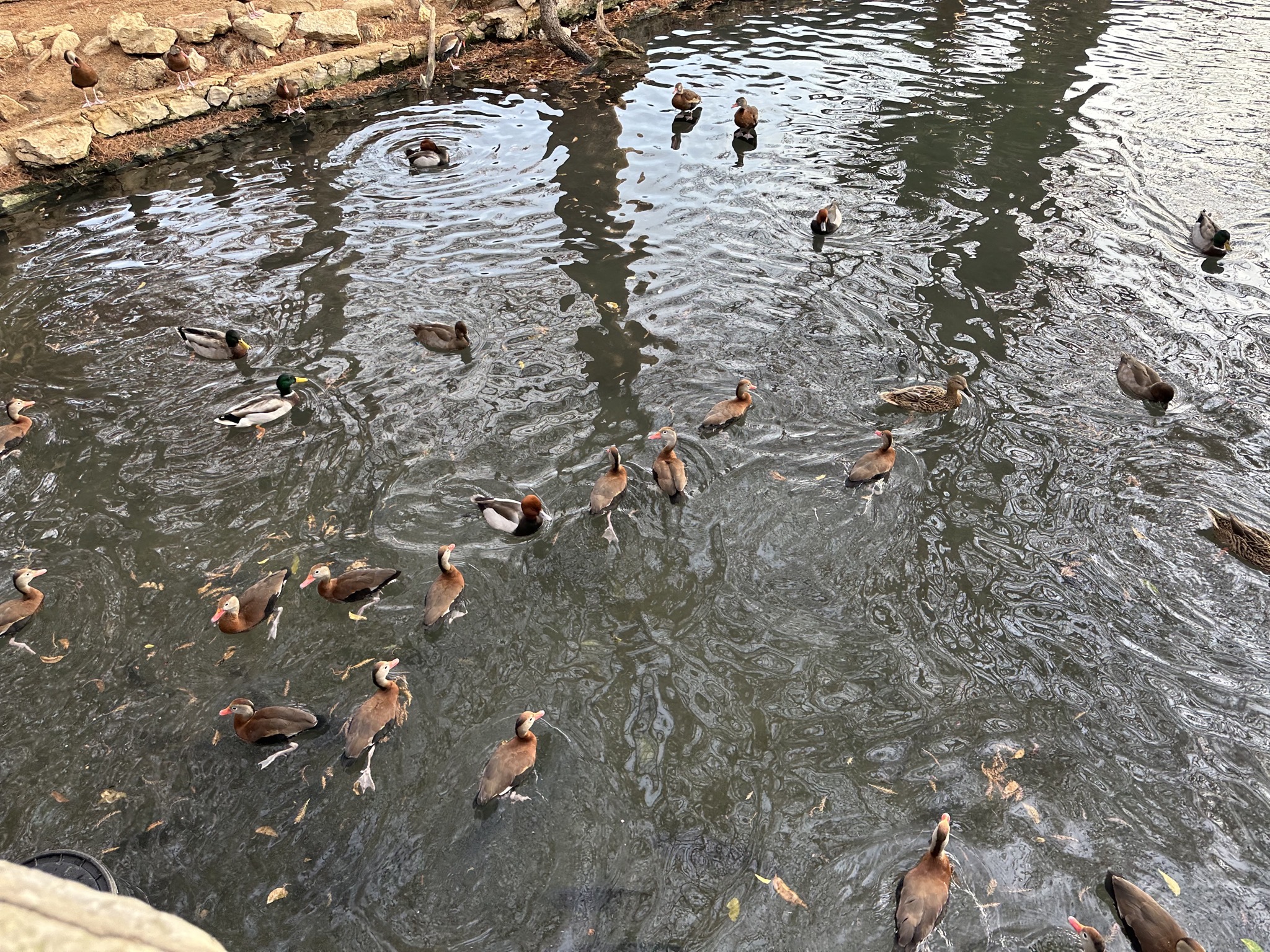 Animals
