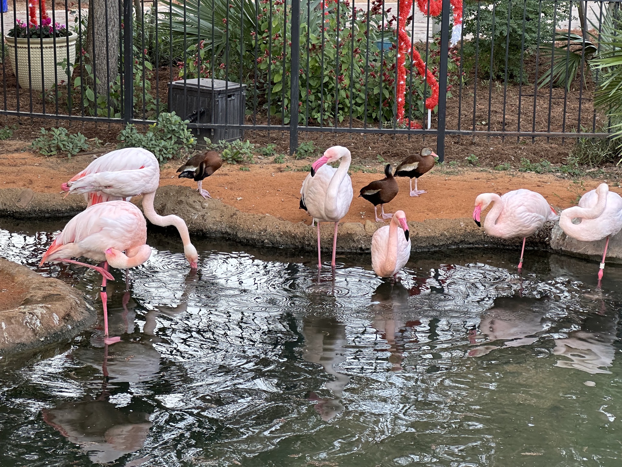 Animals