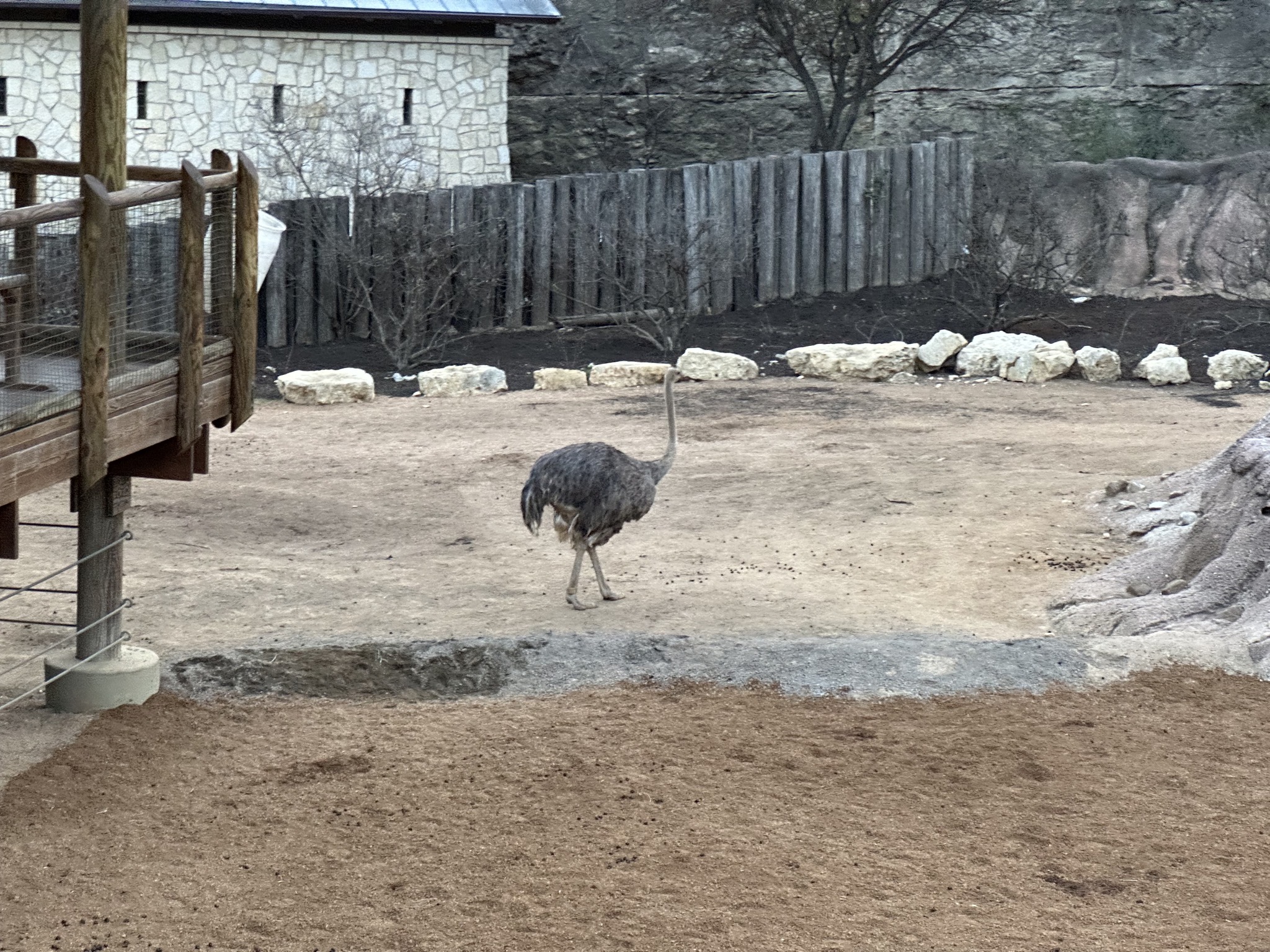 Animals