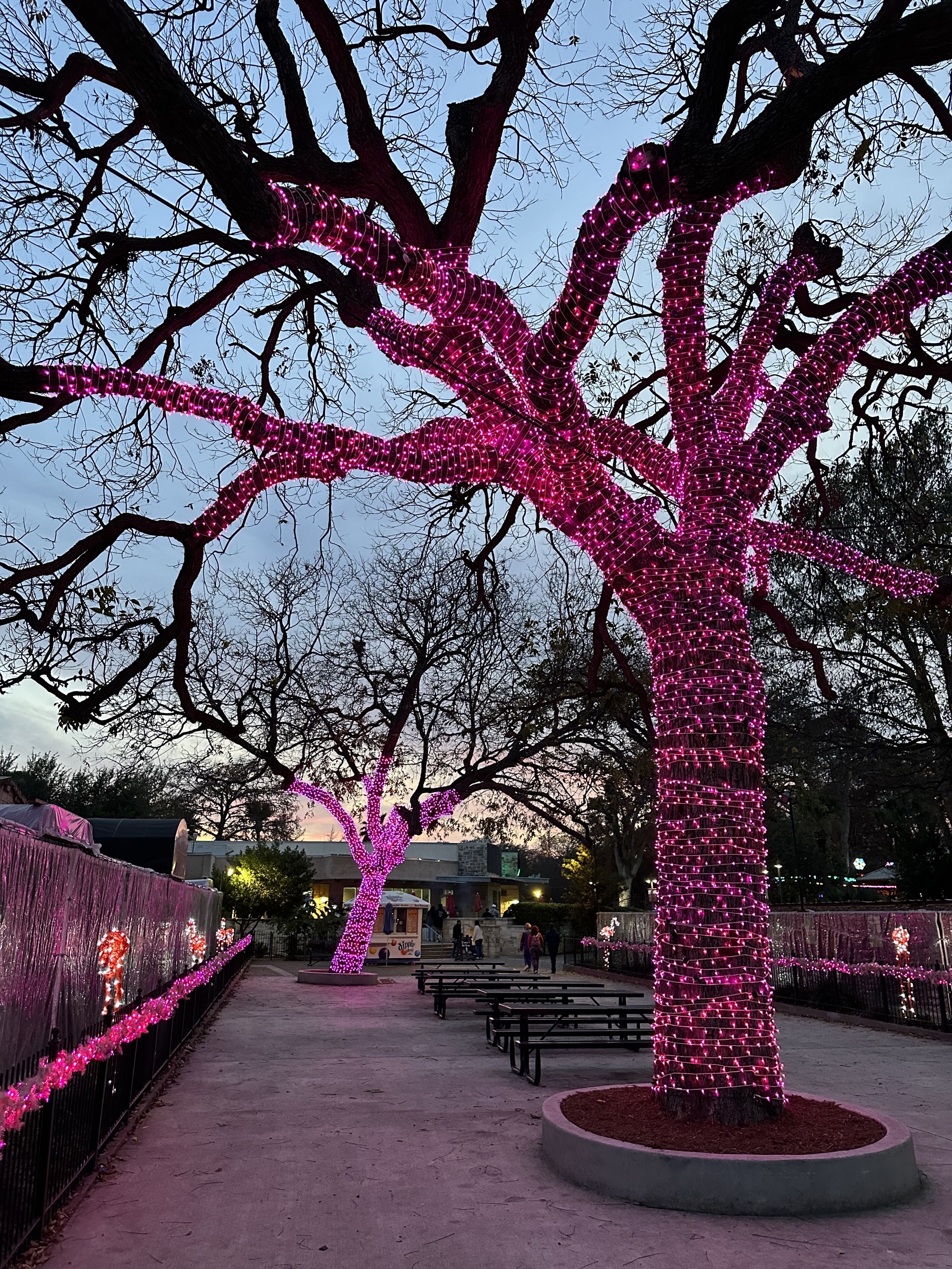 Holiday lights