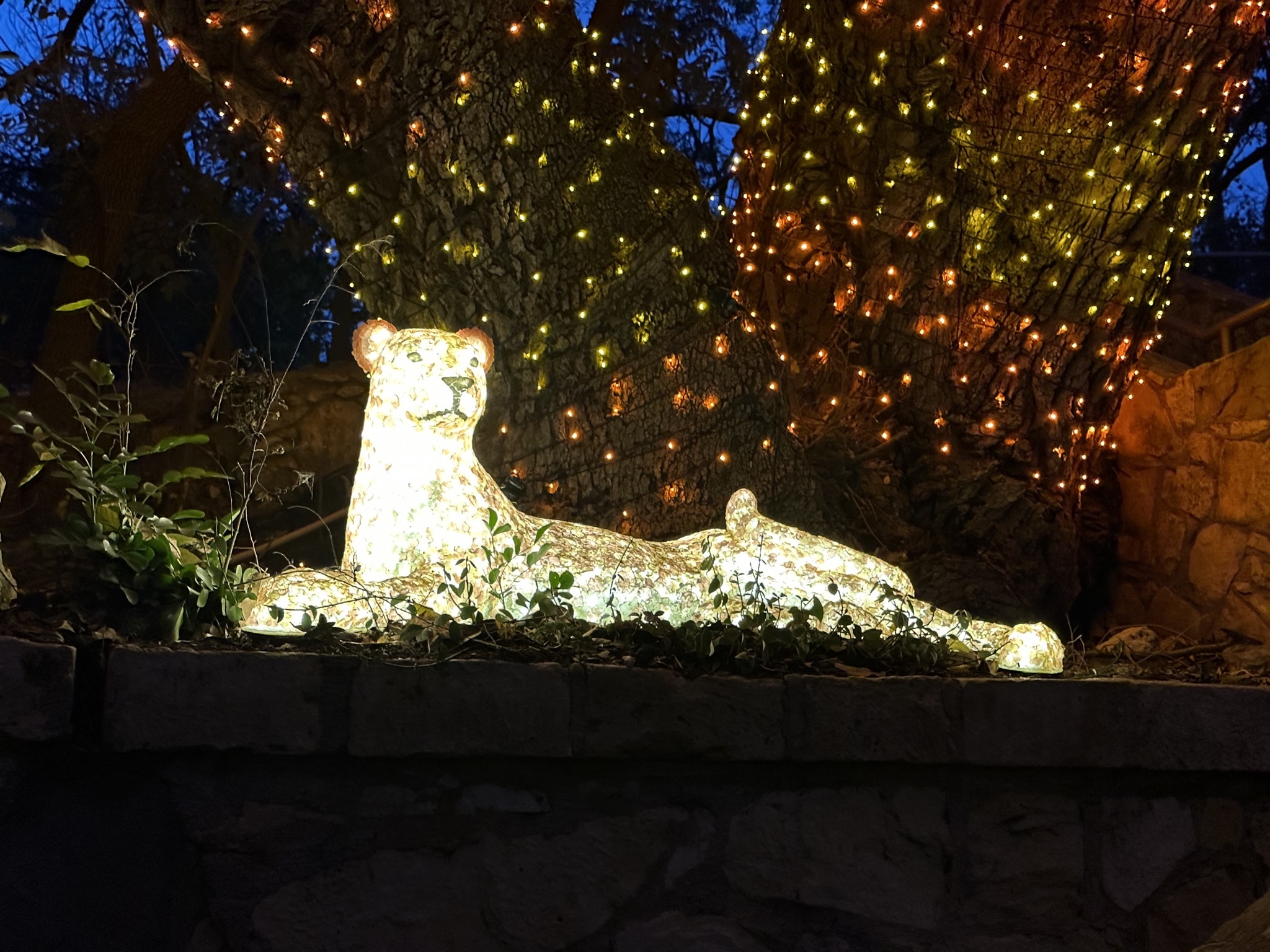 Holiday lights
