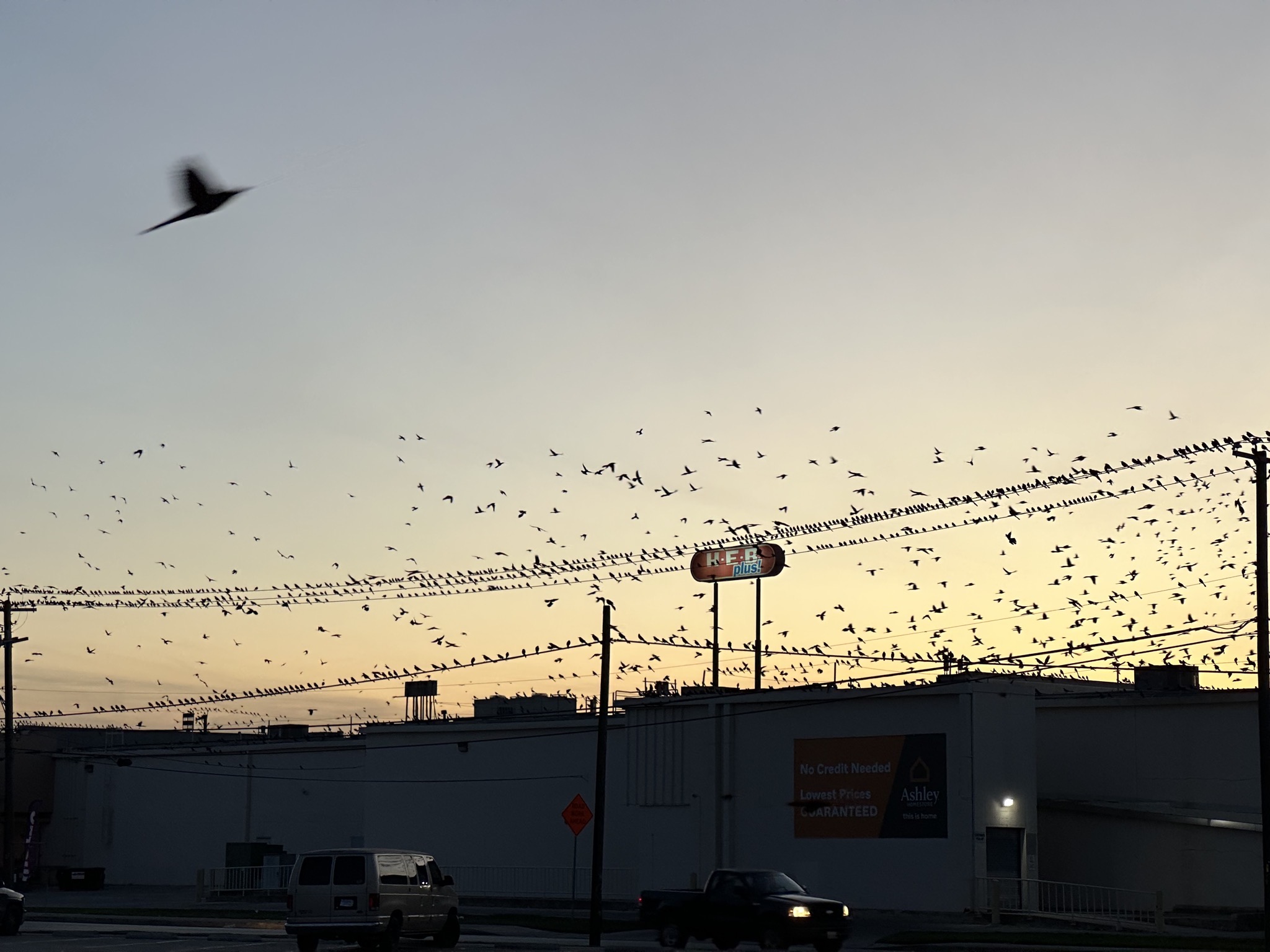 Grackles