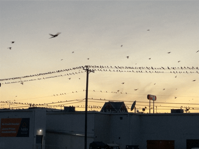 Grackles