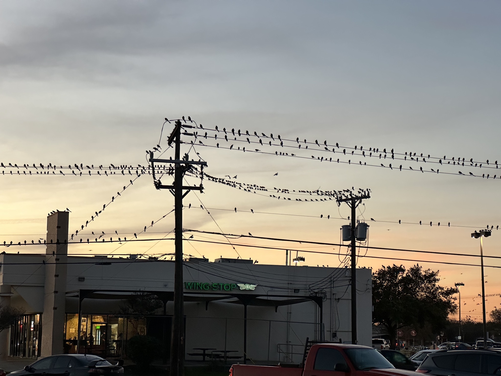 Grackles