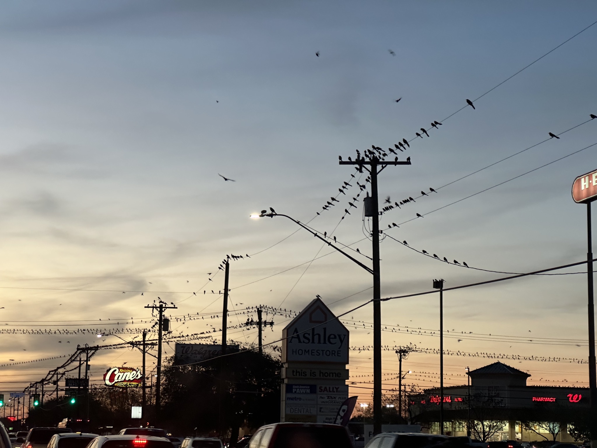 Grackles