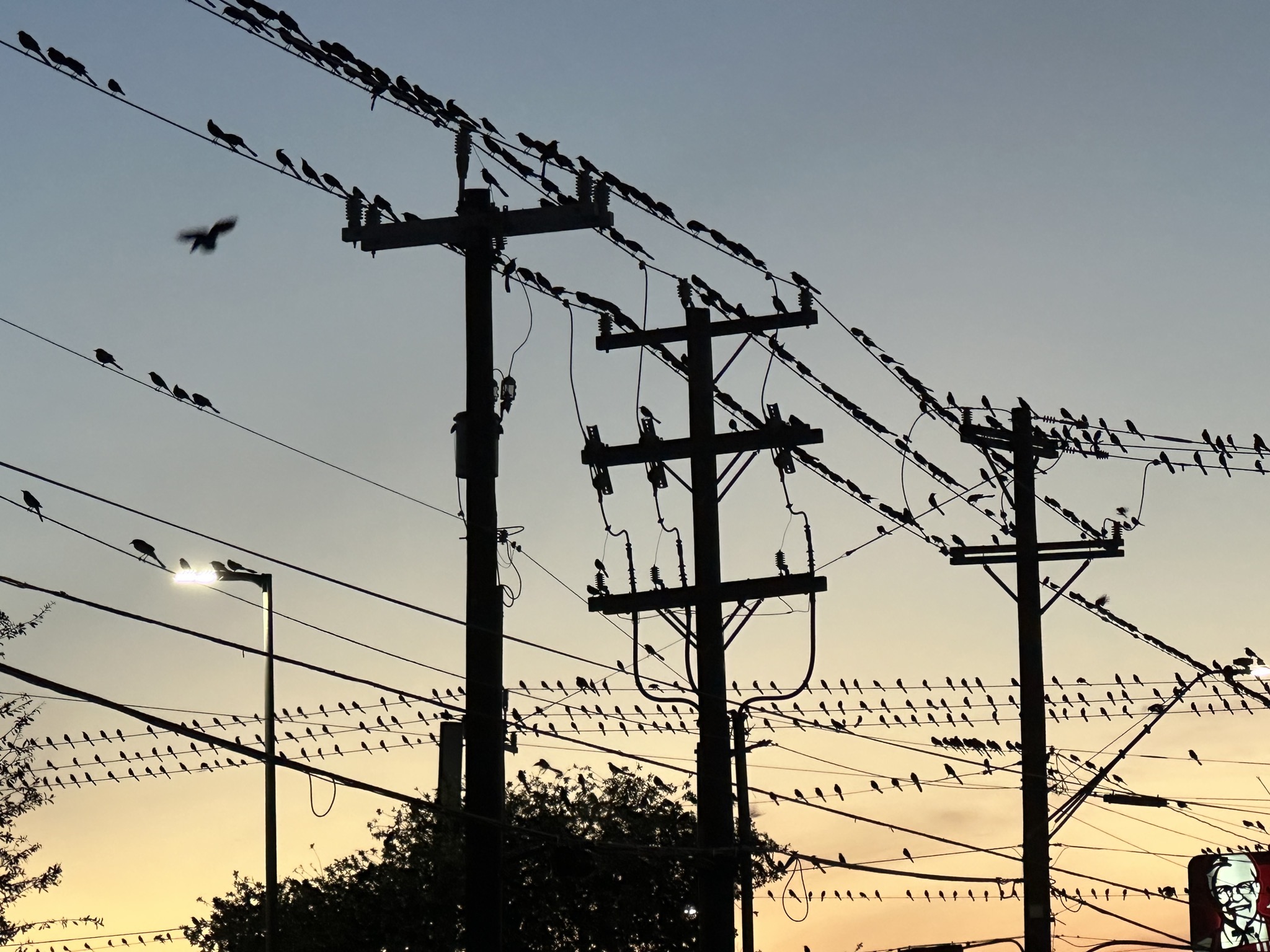 Grackles