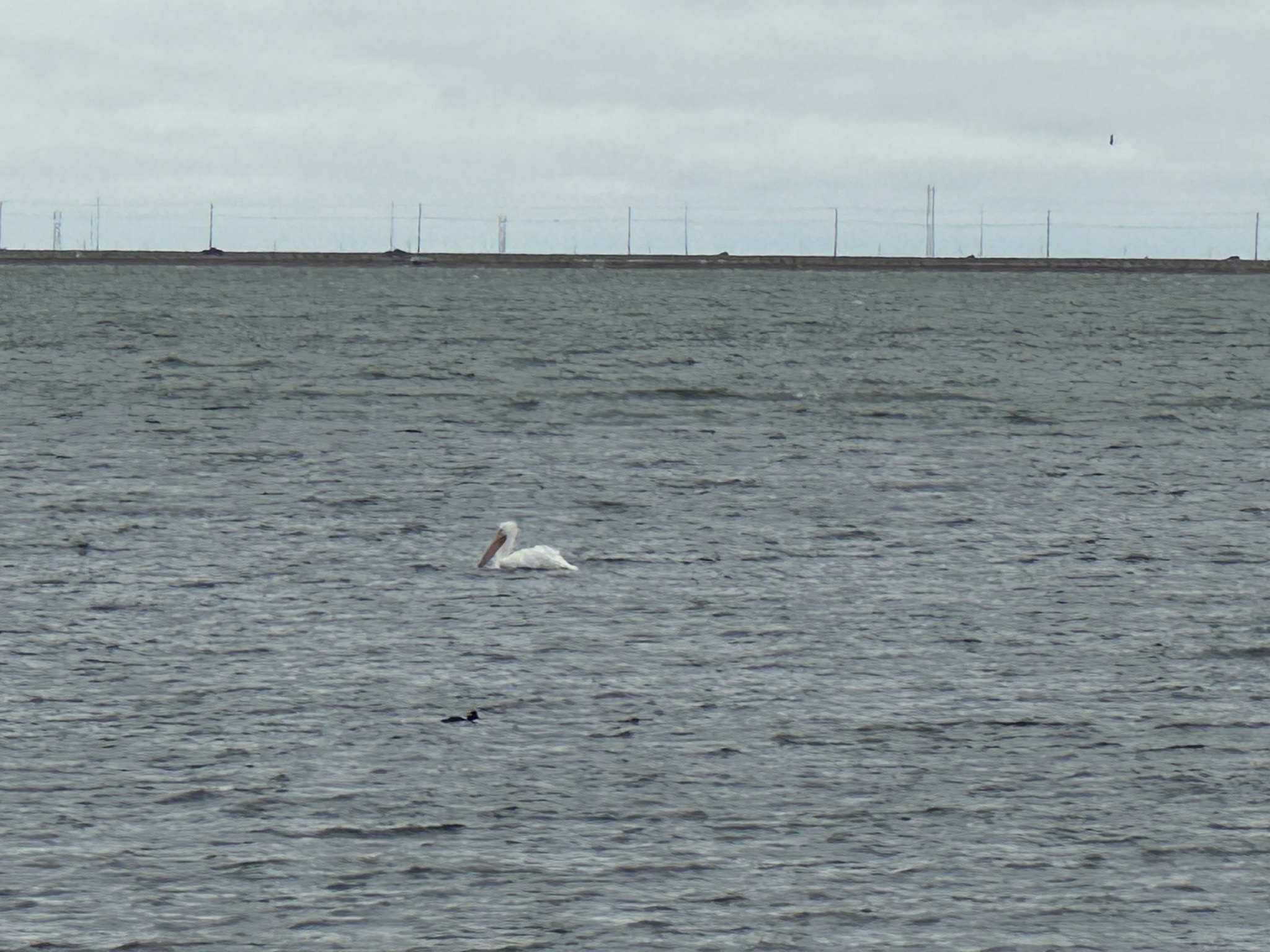 Pelican