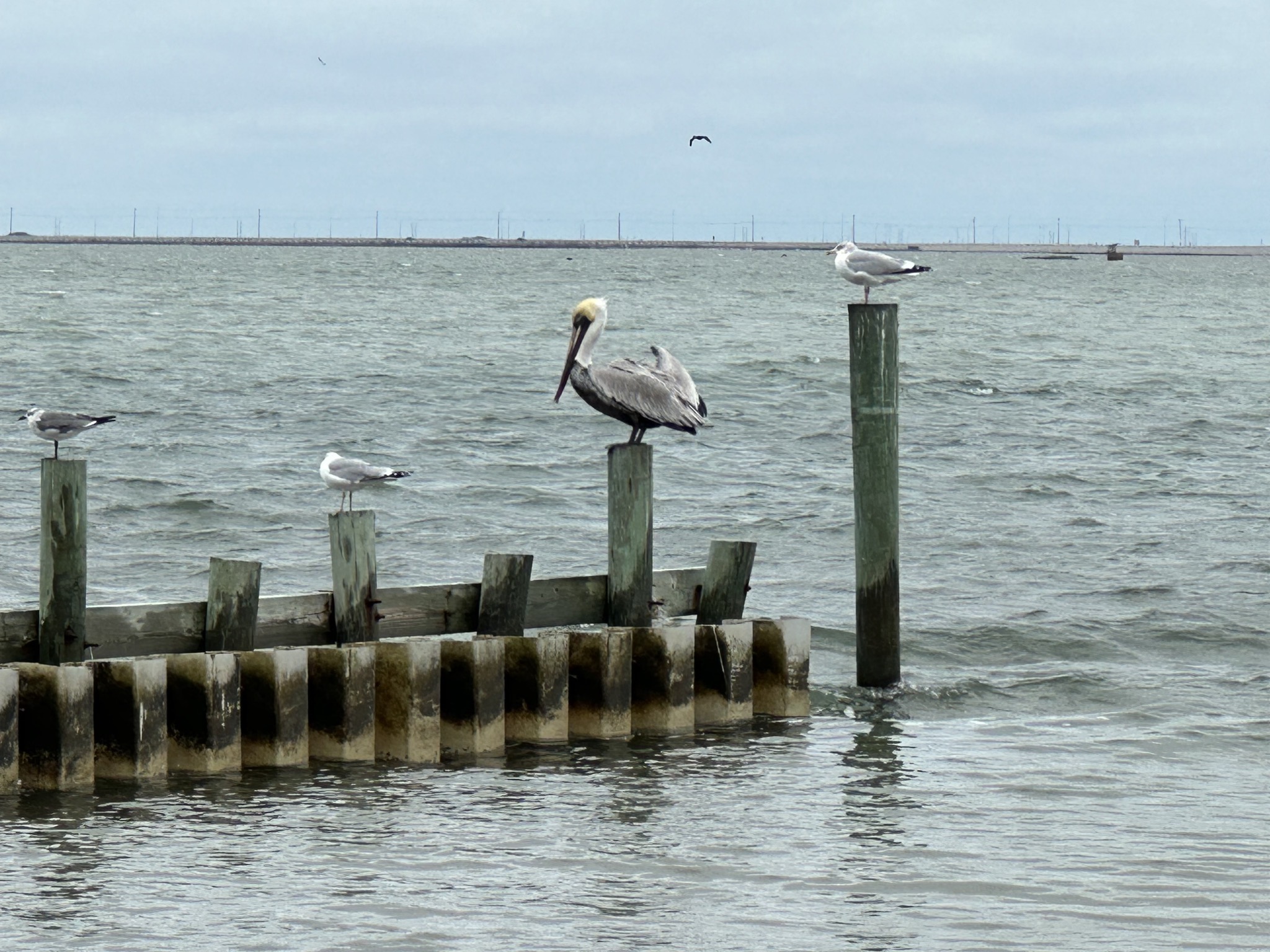 Pelicans and gulls