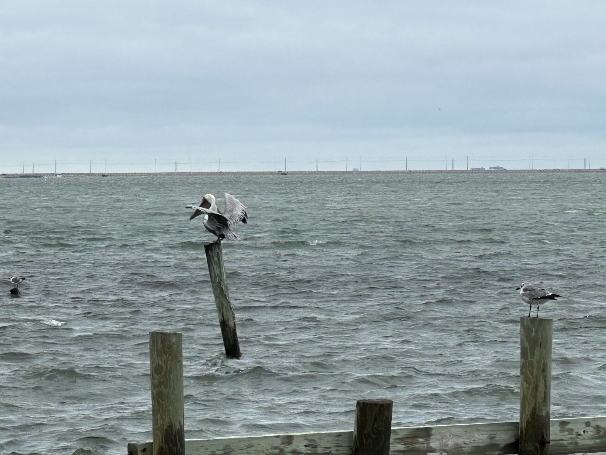Pelicans and gulls