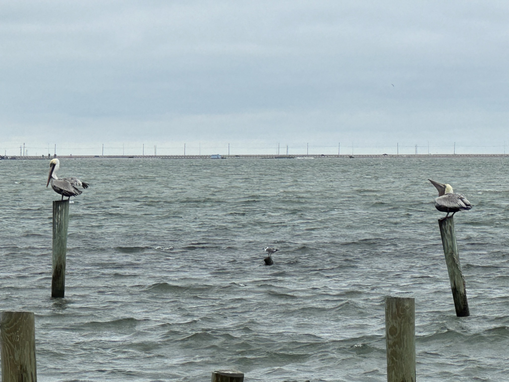 Pelicans and gulls
