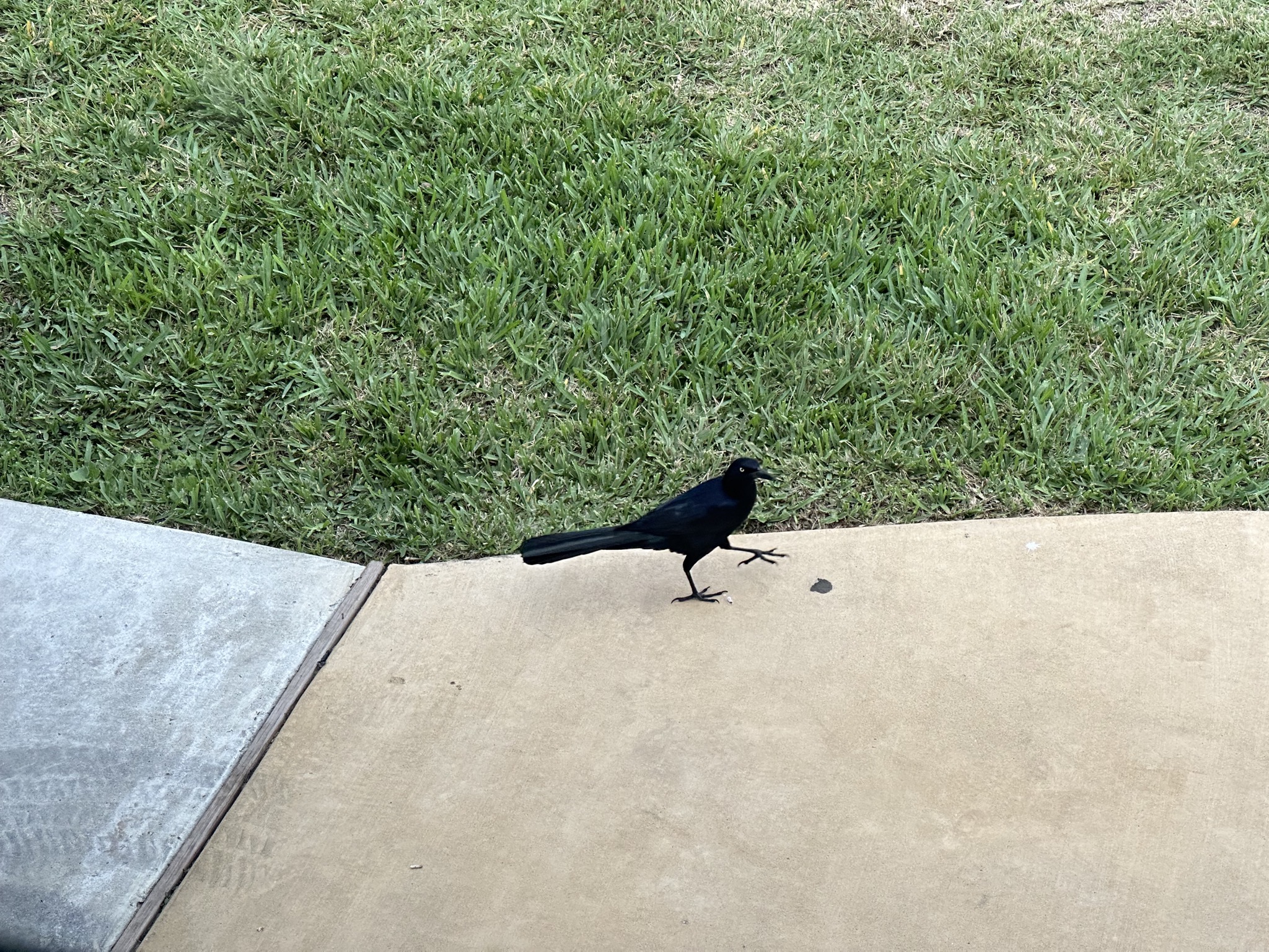 Grackle
