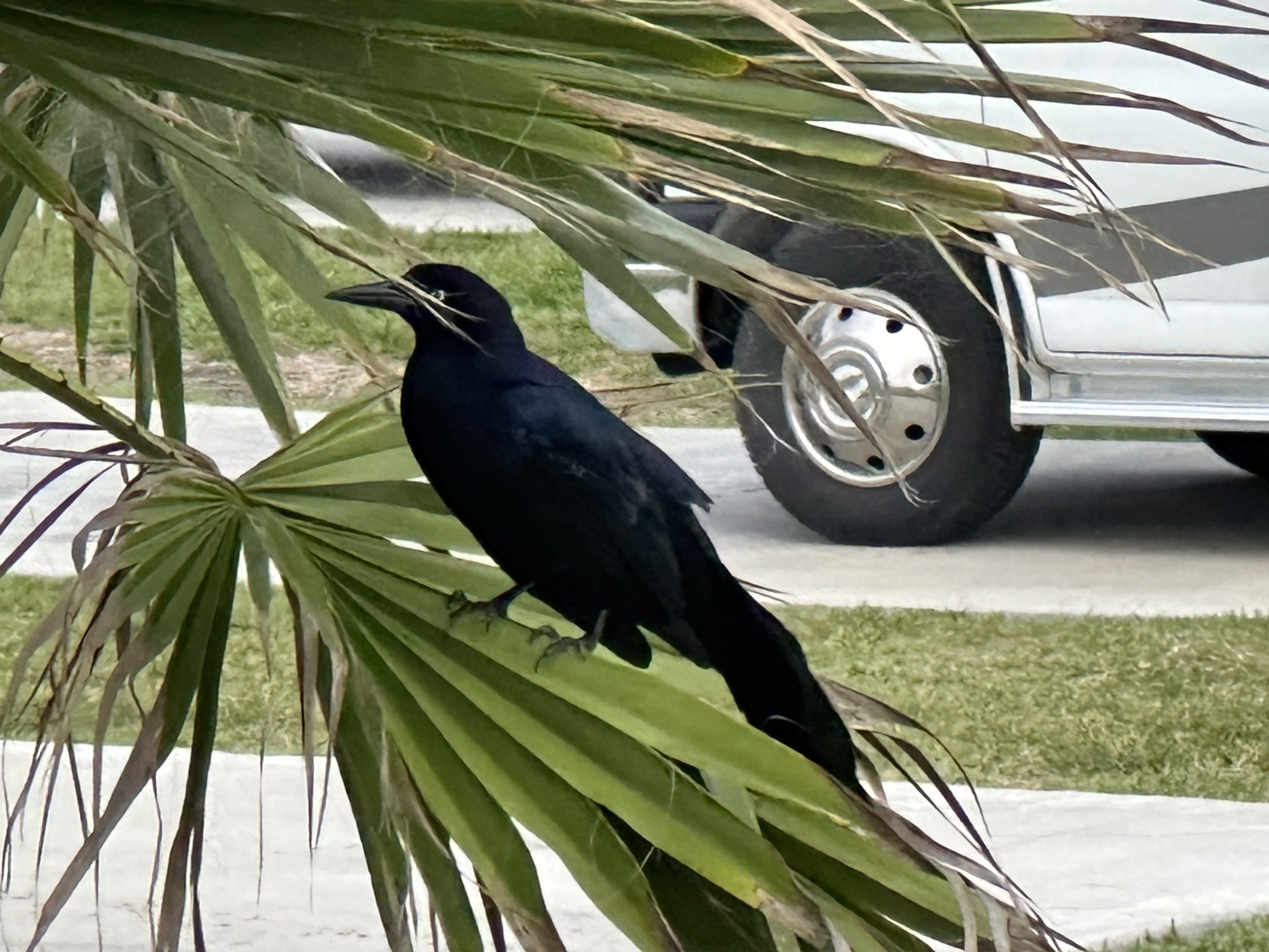 Grackle