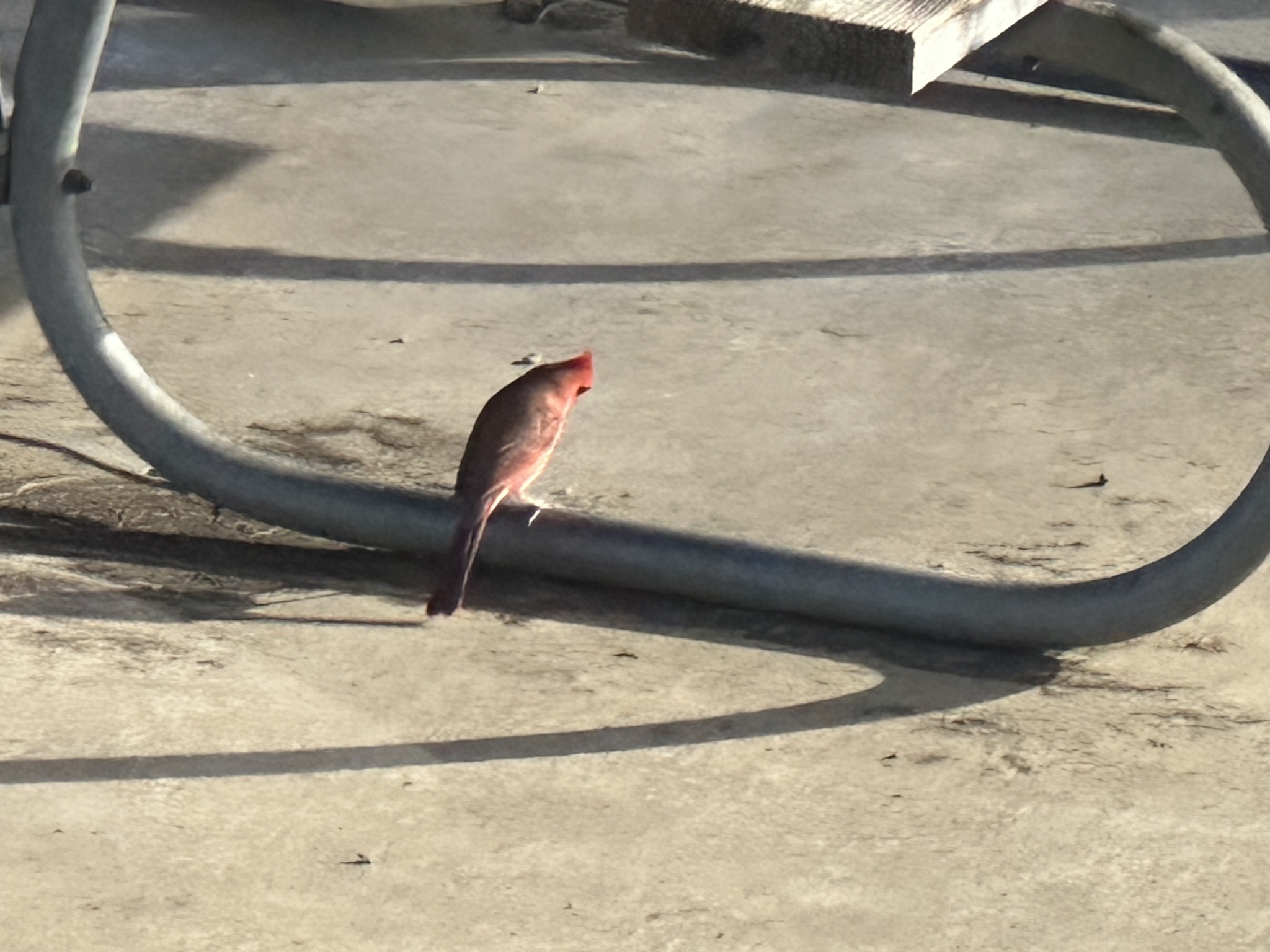Cardinal