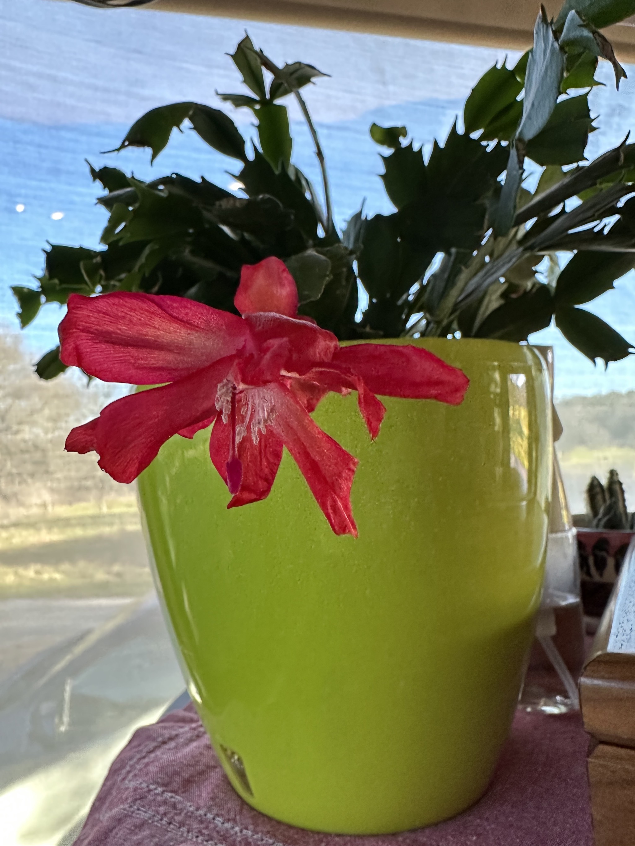 Our last flower of the season on our Christmas cactus