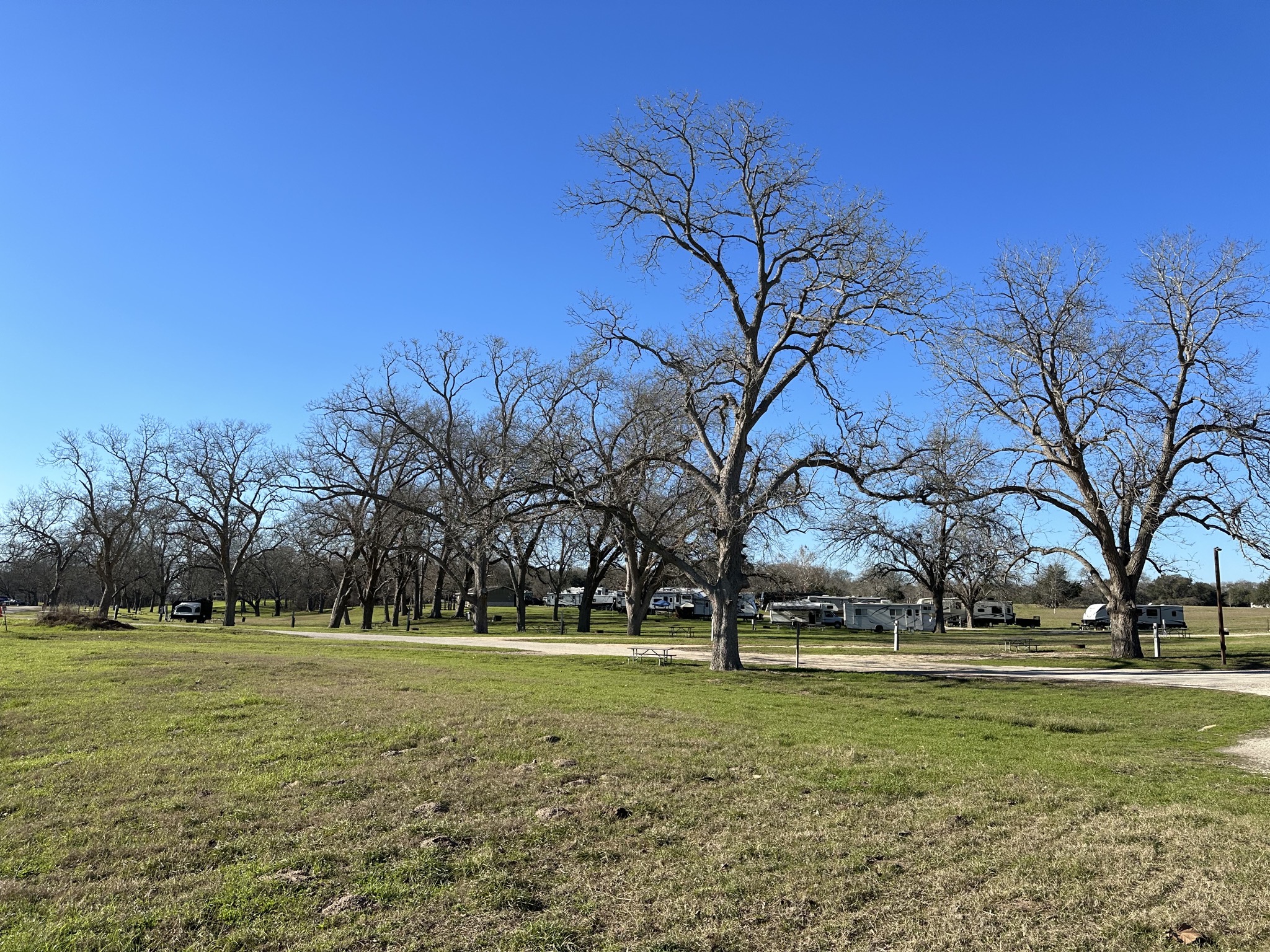 Trees