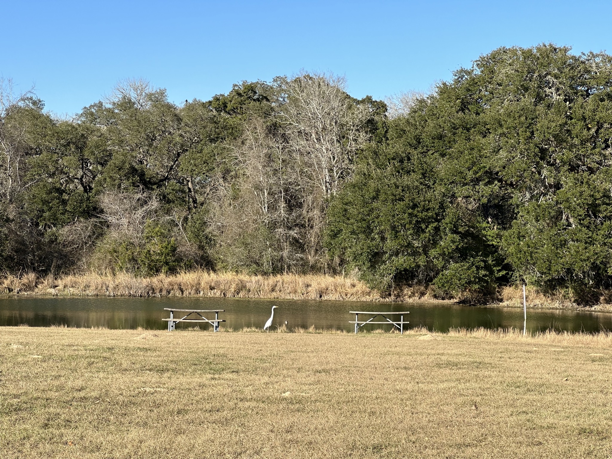 Pond and bird
