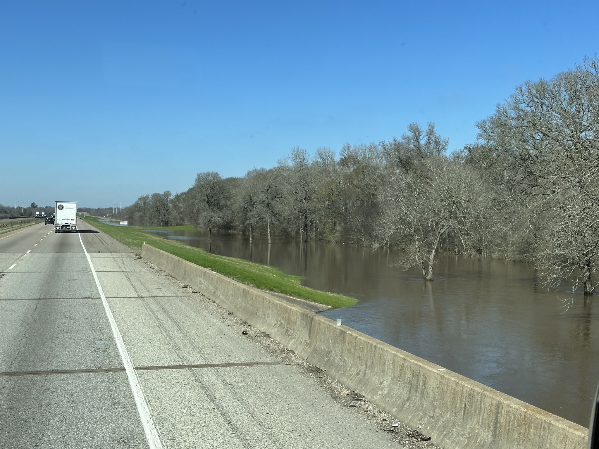 Flooded trees