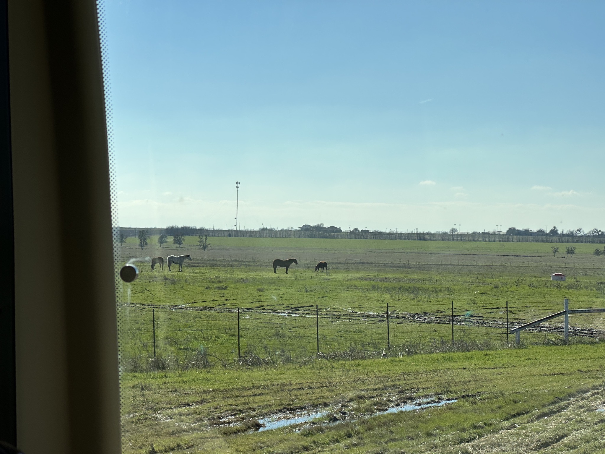 Horses