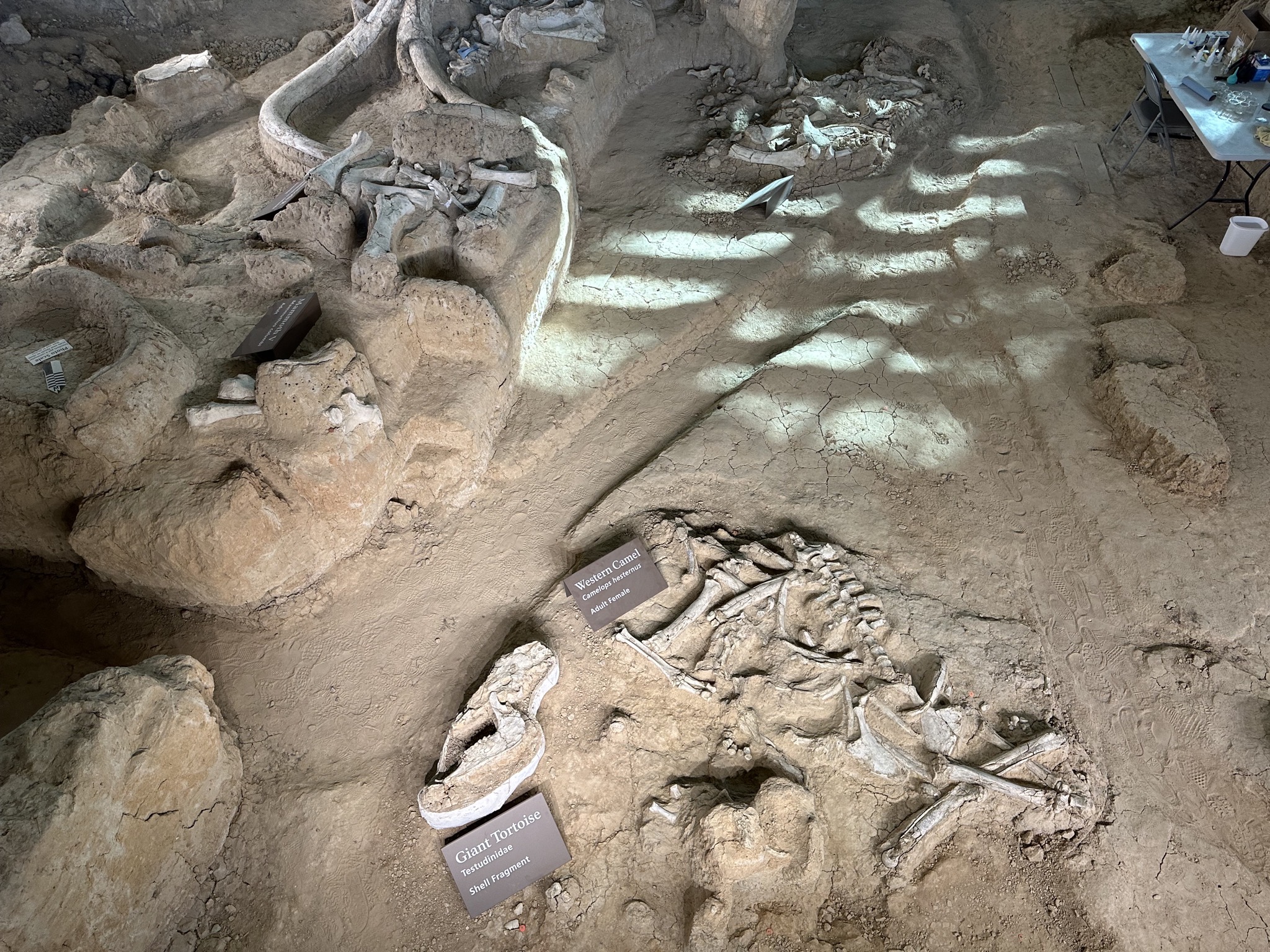 Fossils