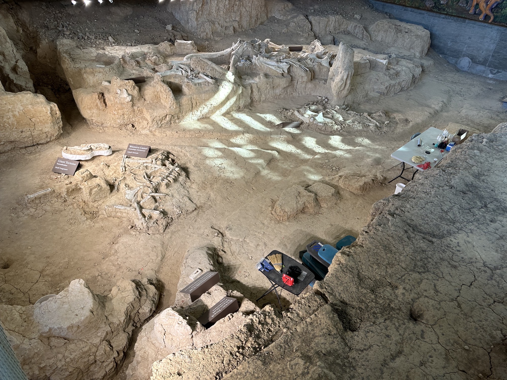 Fossils