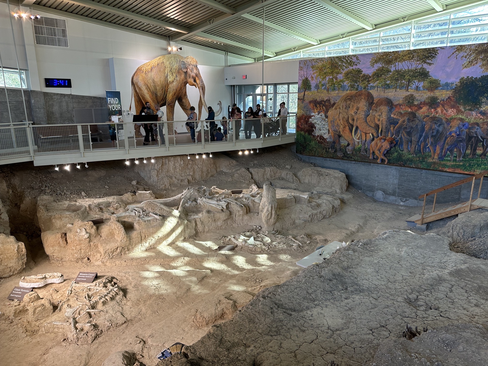 Fossils