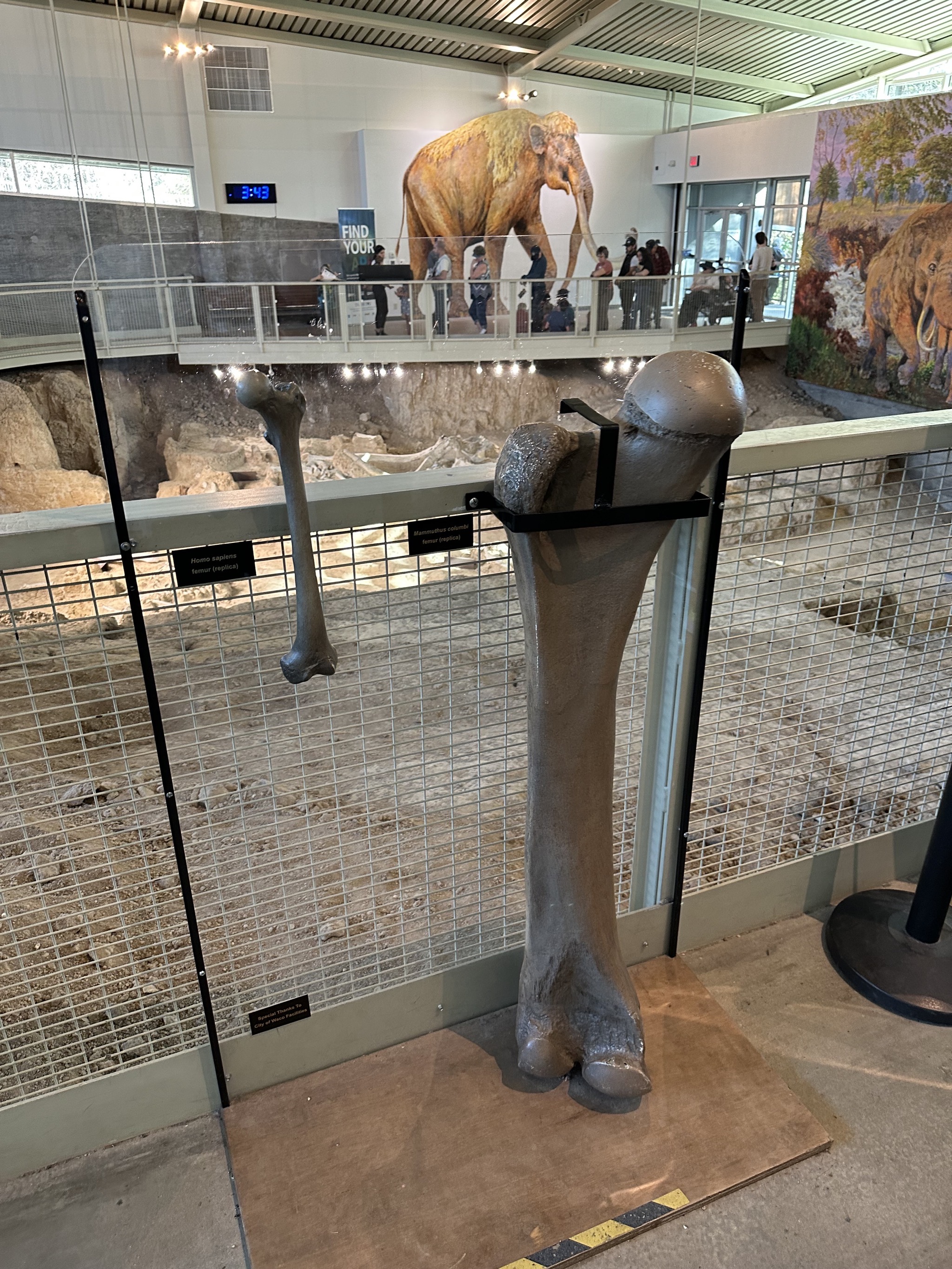 Fossils