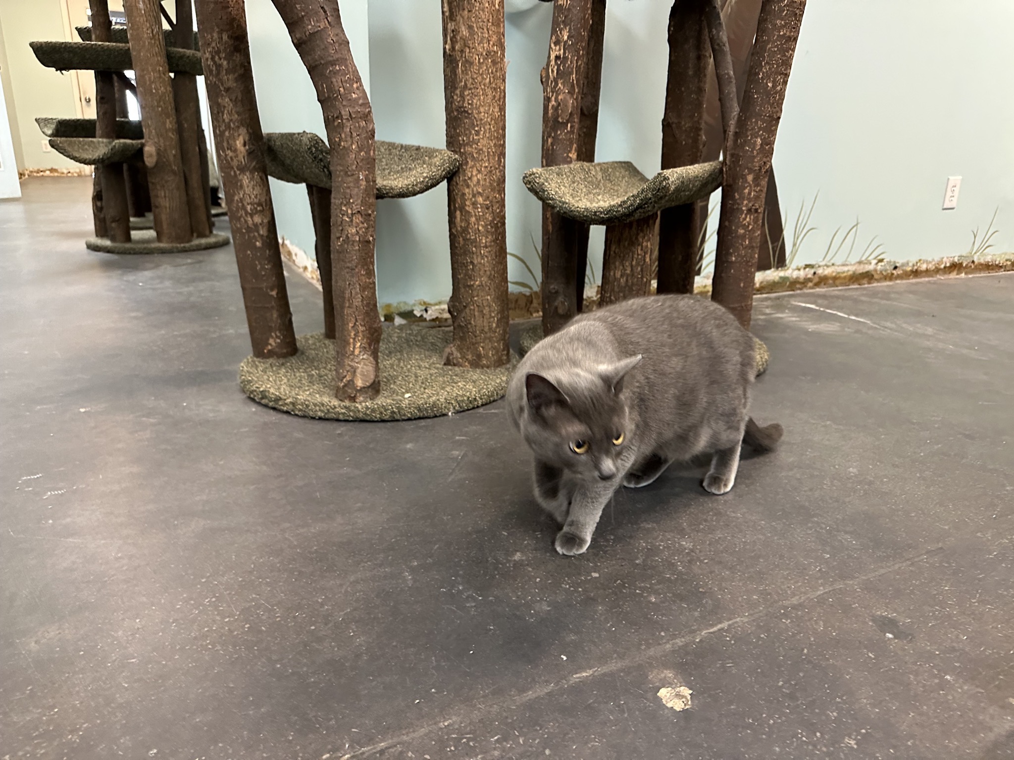 Cat boarding