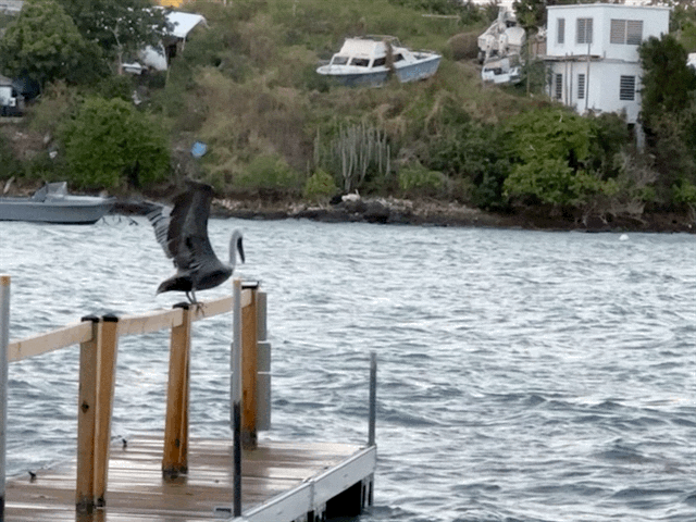 Pelican