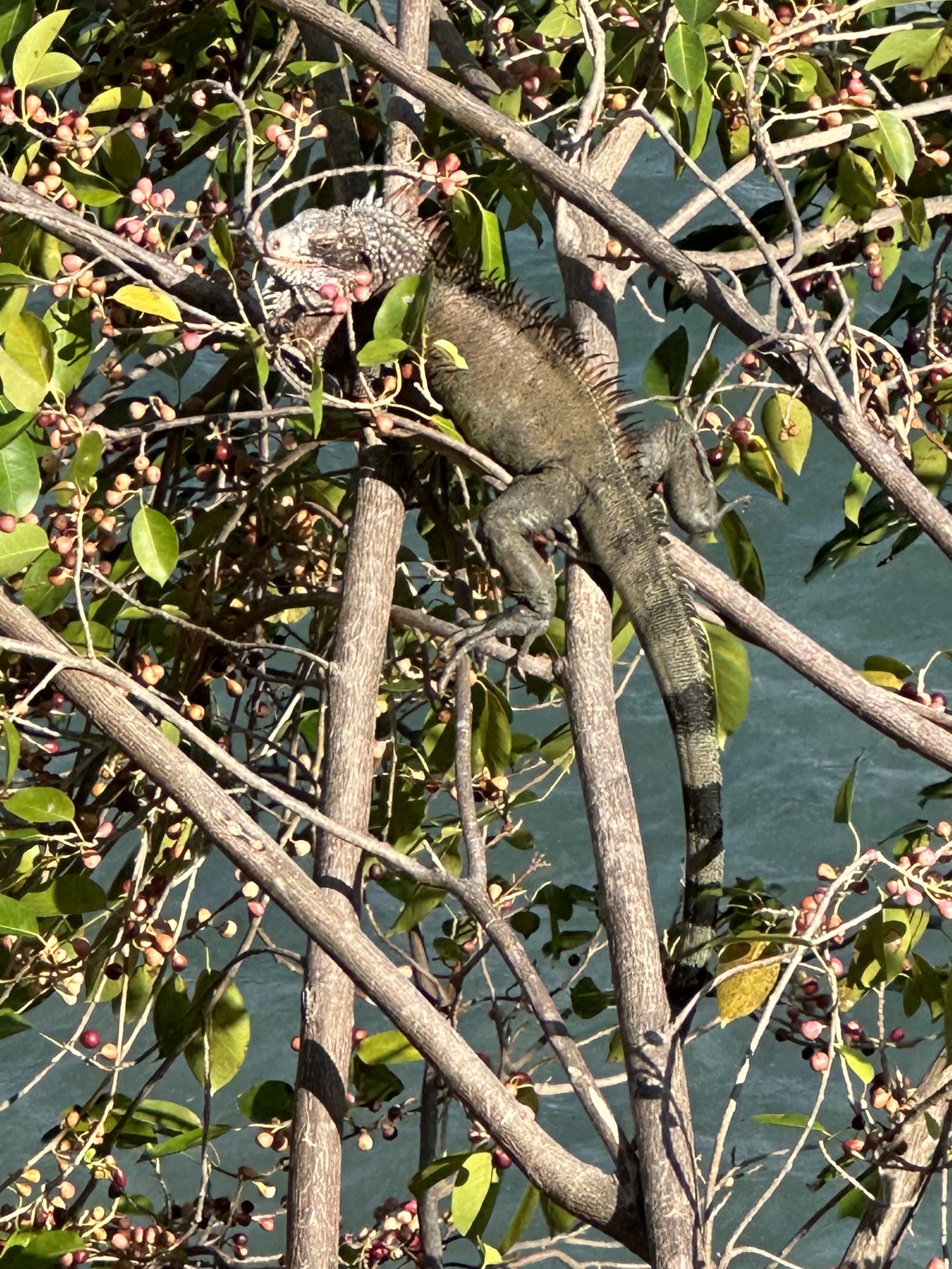 Iguana
