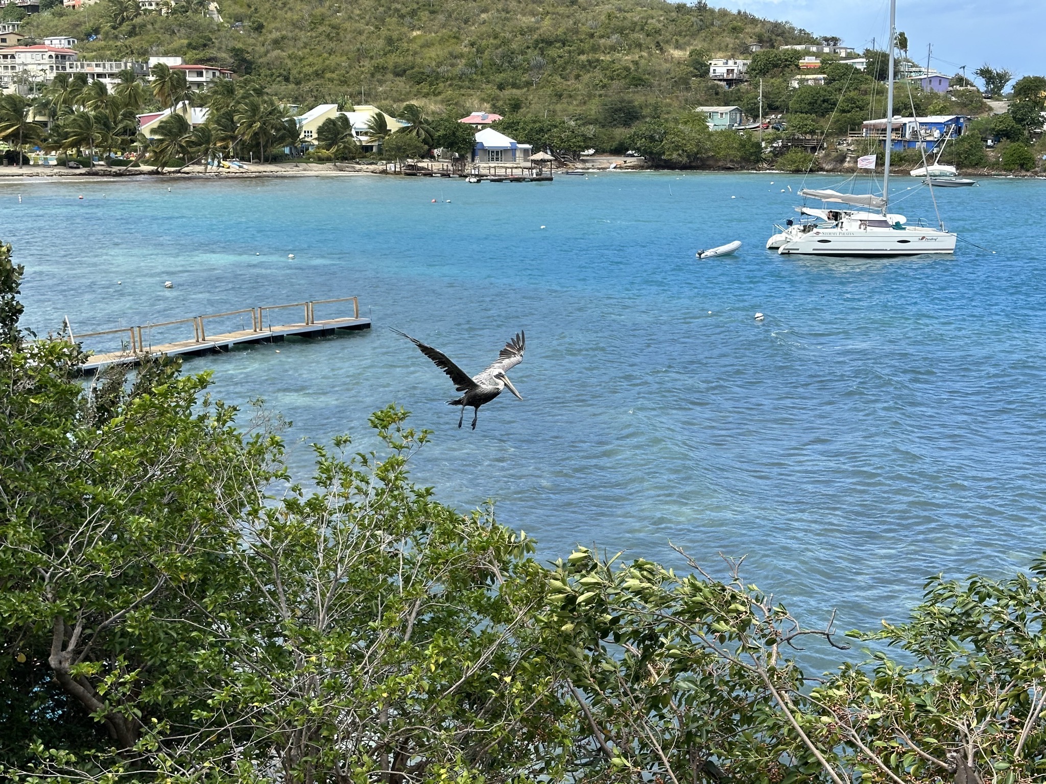 Pelican
