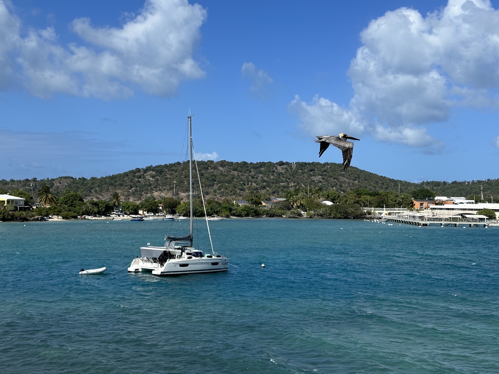 Pelican