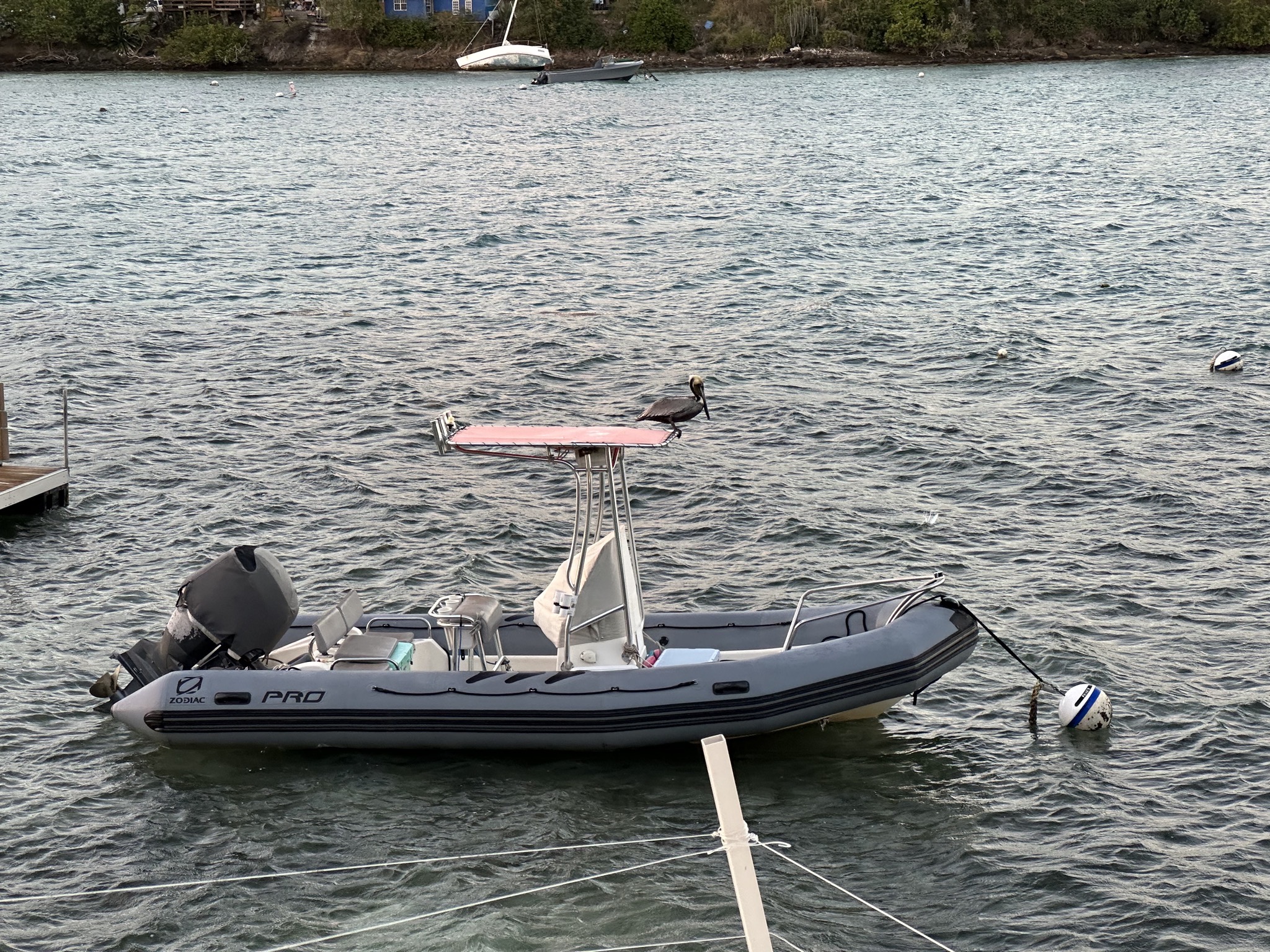 Pelican on a boat