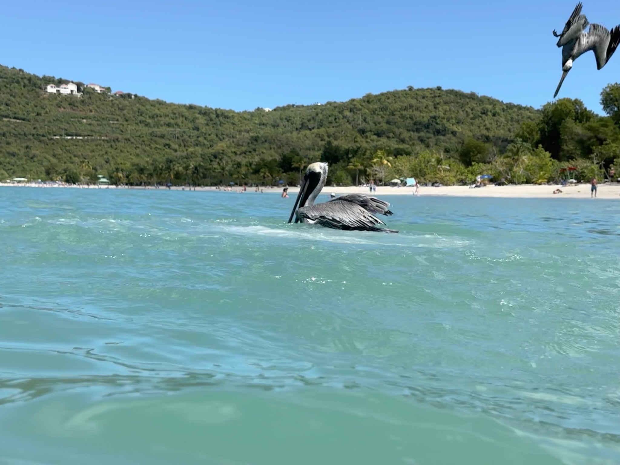 Pelicans
