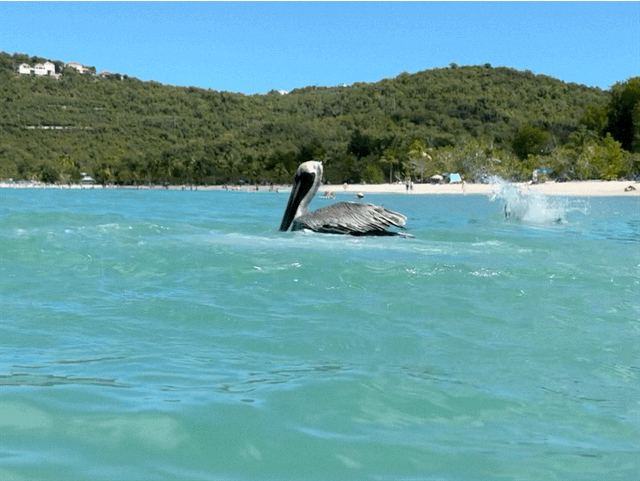 Pelicans