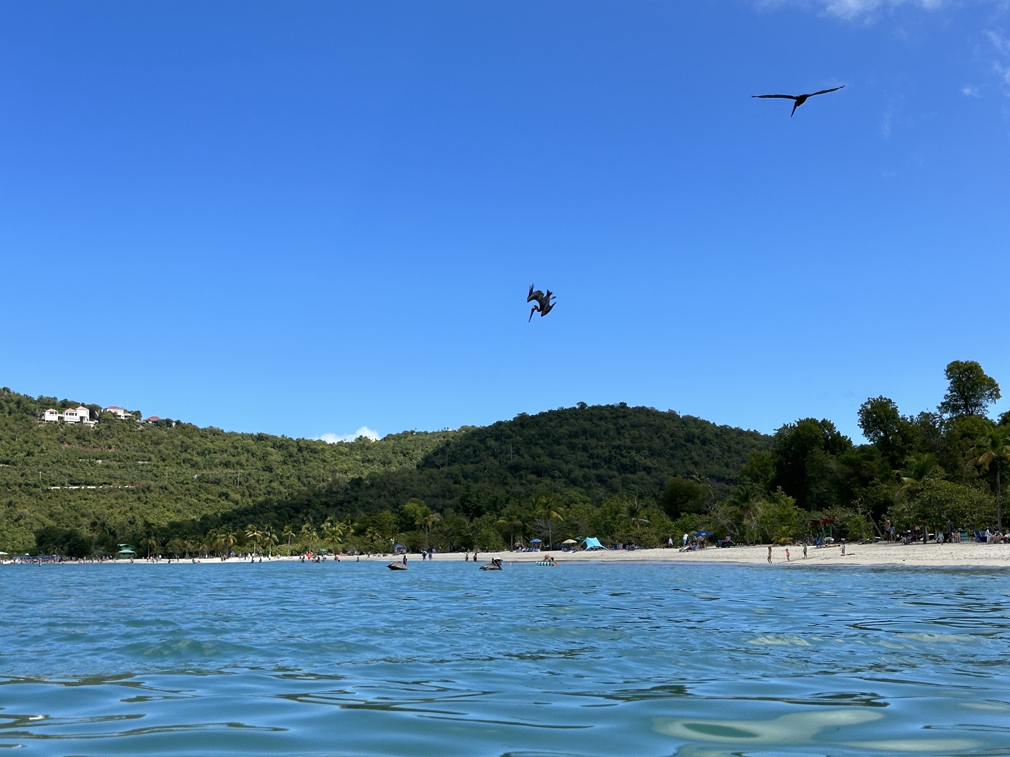 Pelicans