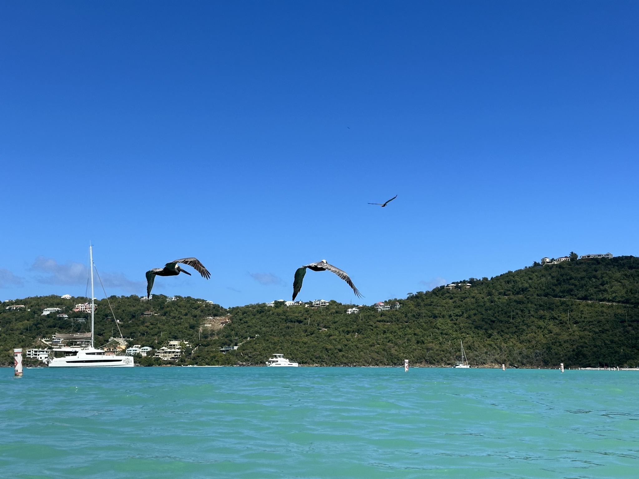 Pelicans