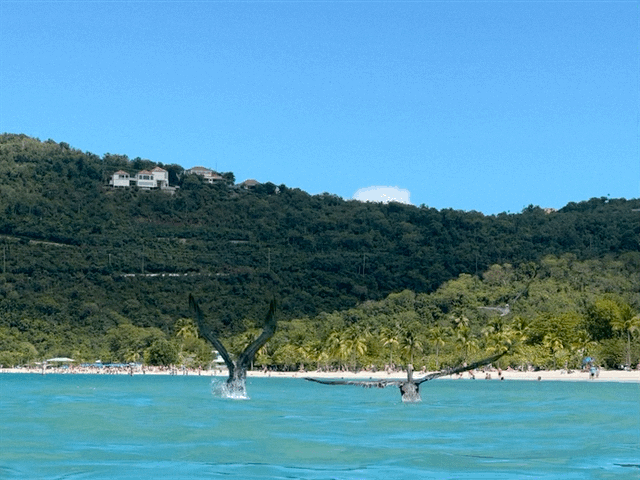 Pelicans