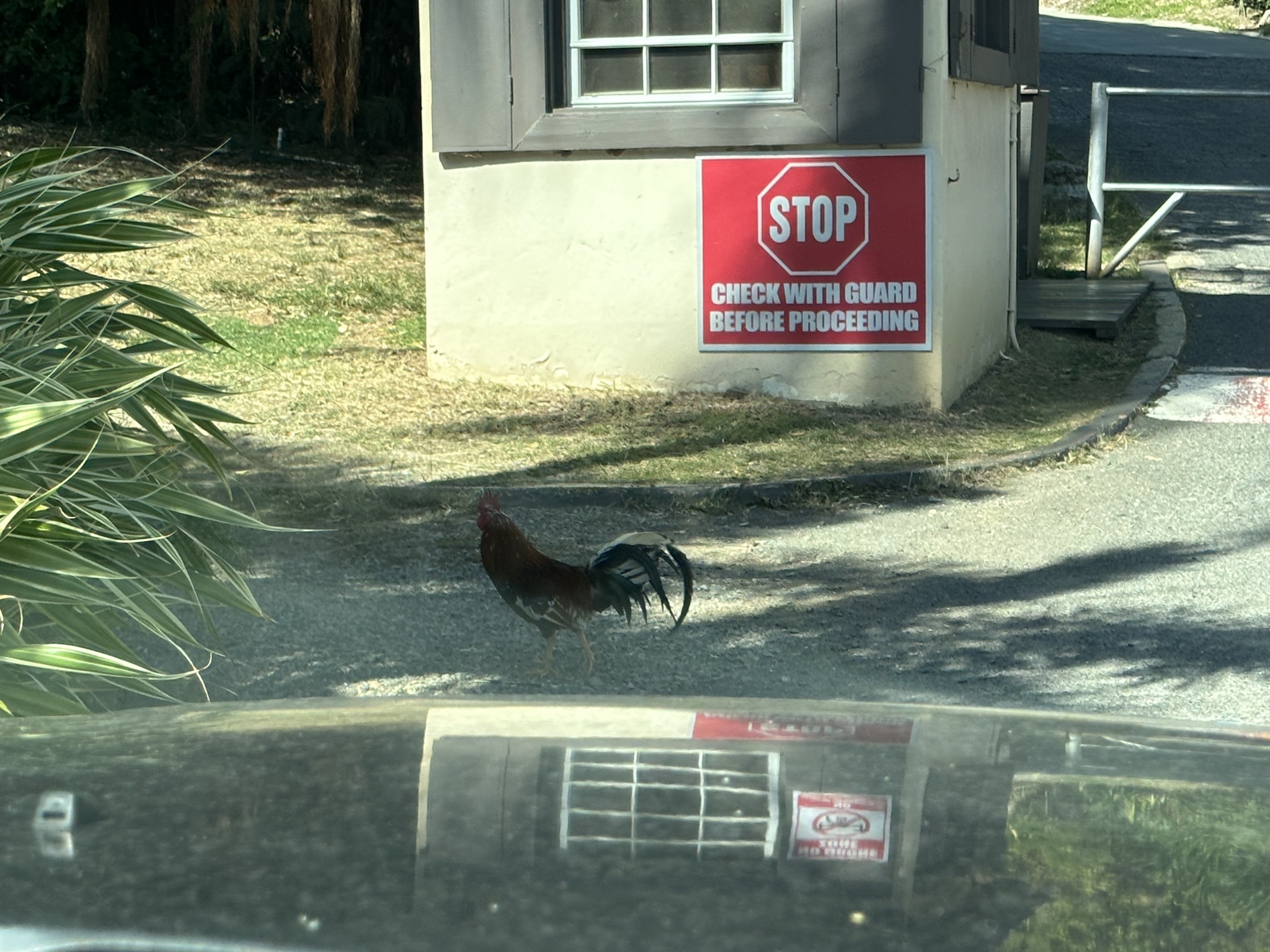 Guard chicken