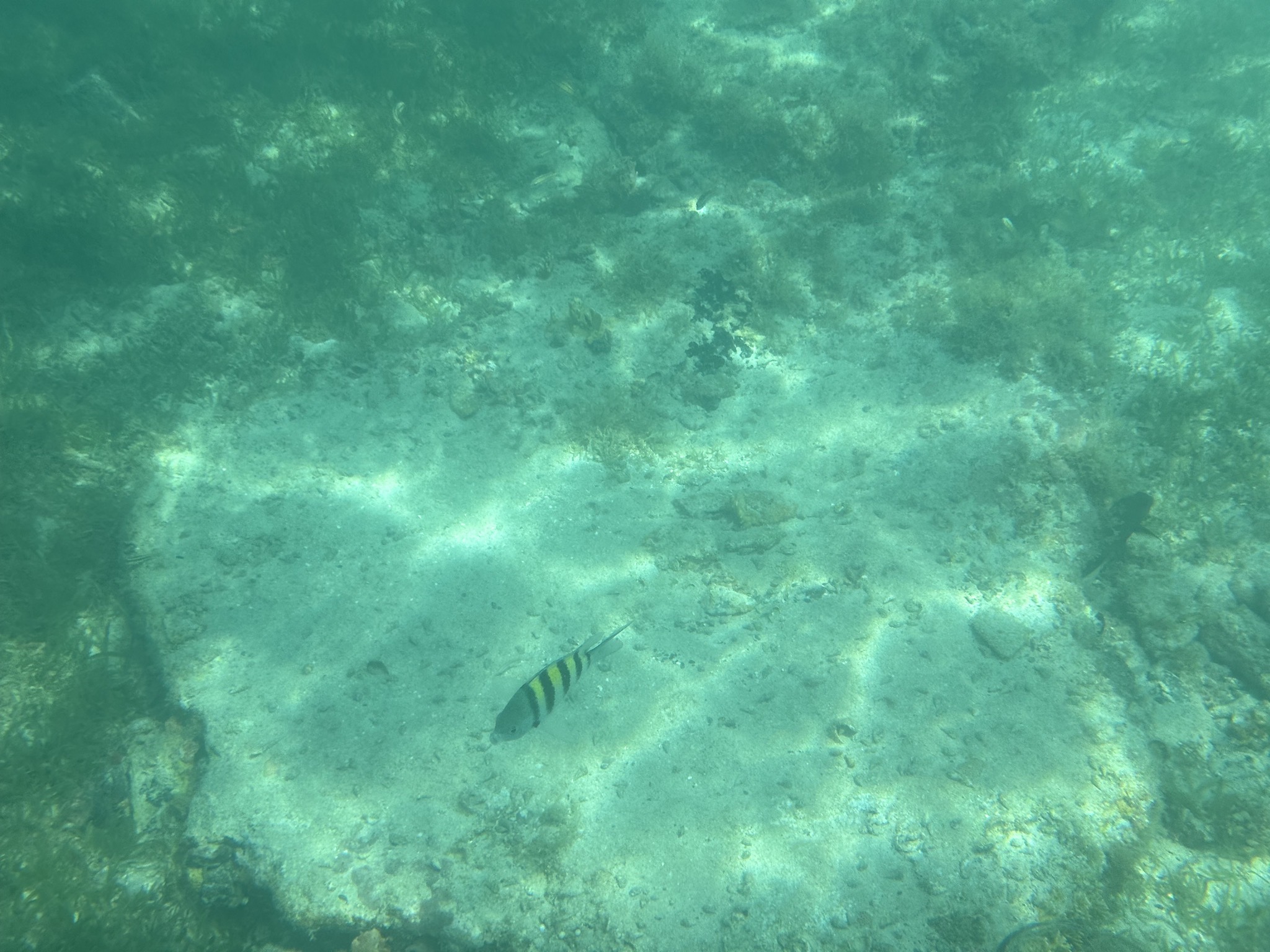 Fish