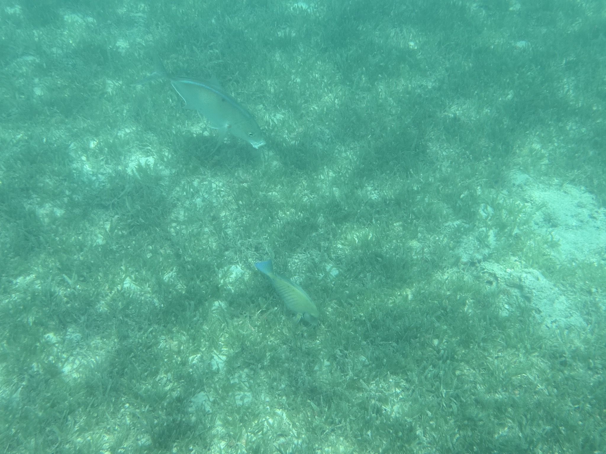 Fish