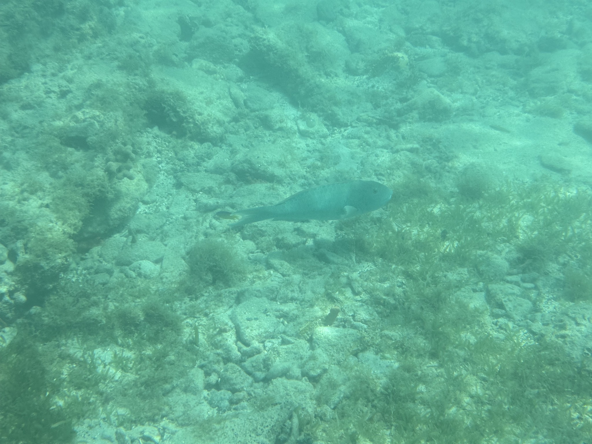 Fish