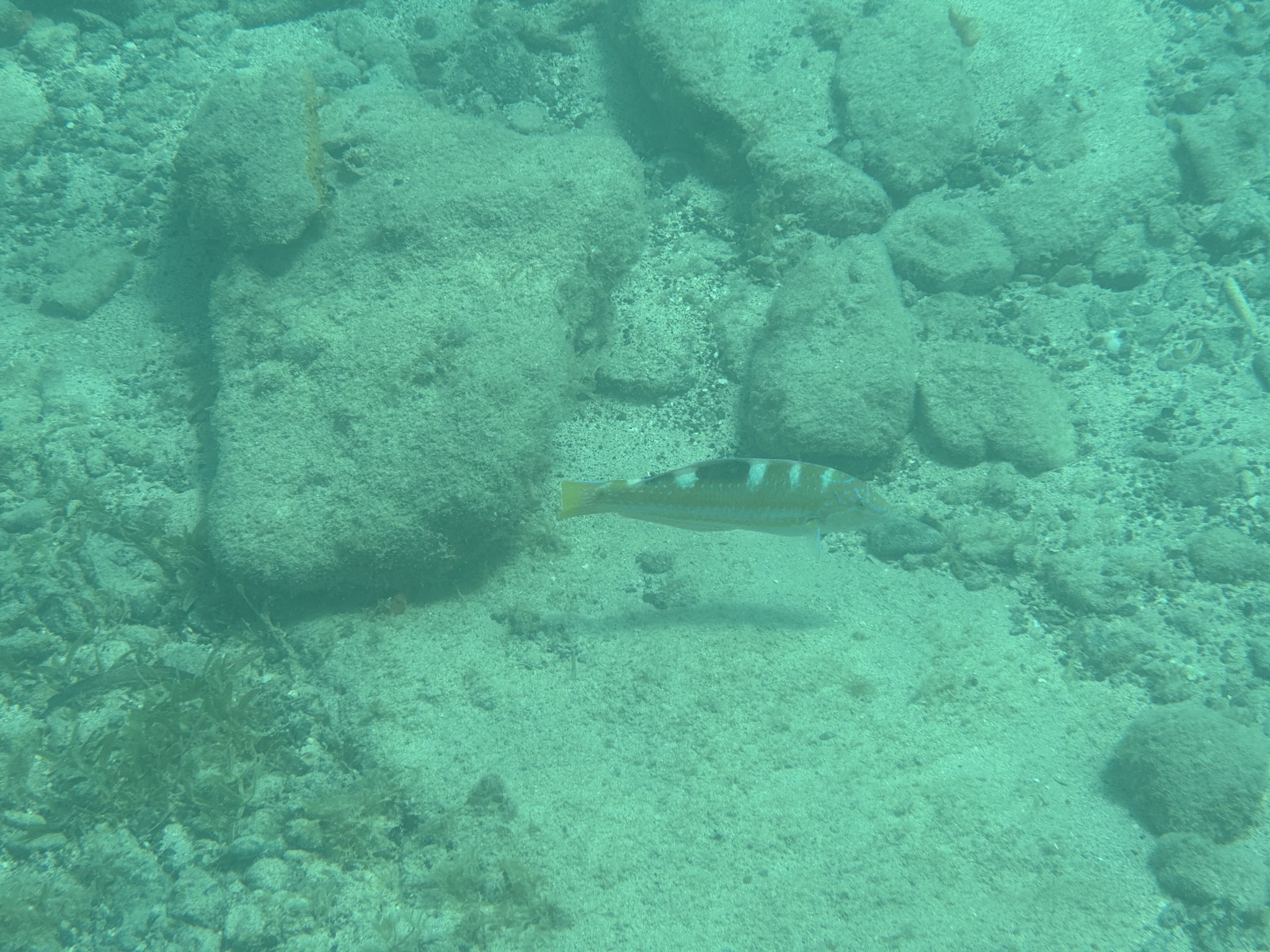 Fish