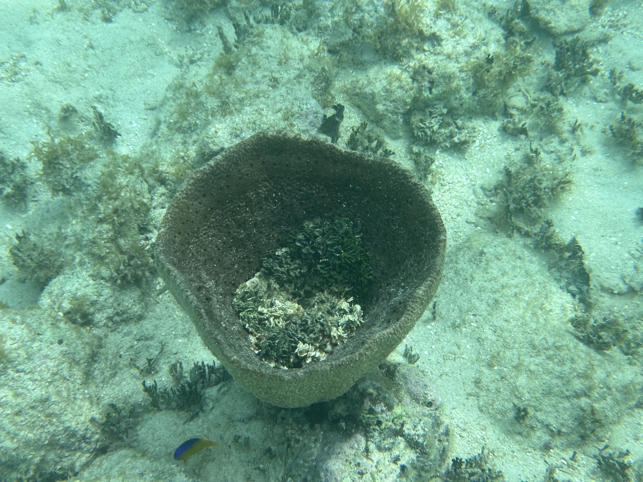 Cool looking thing