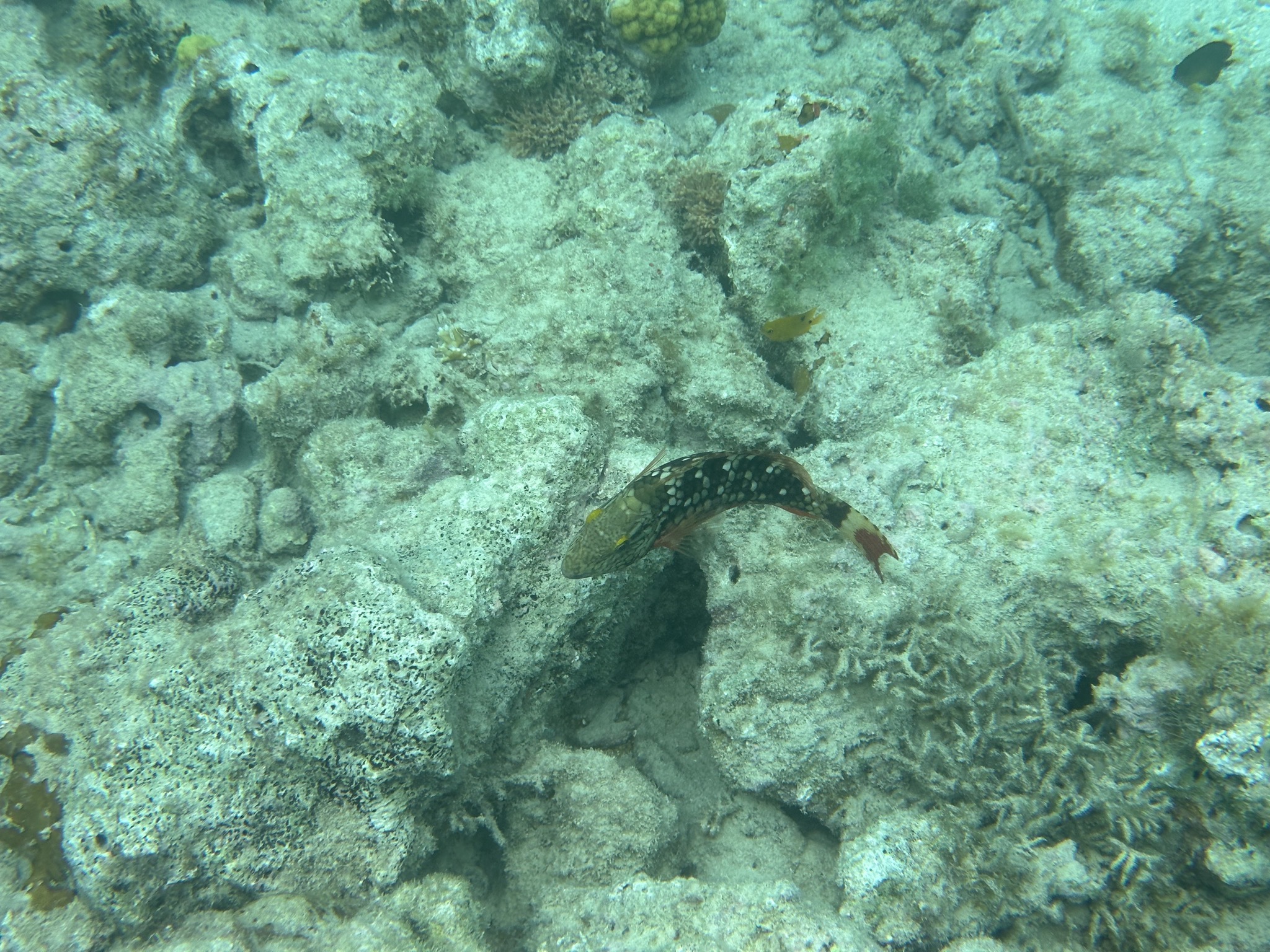Fish