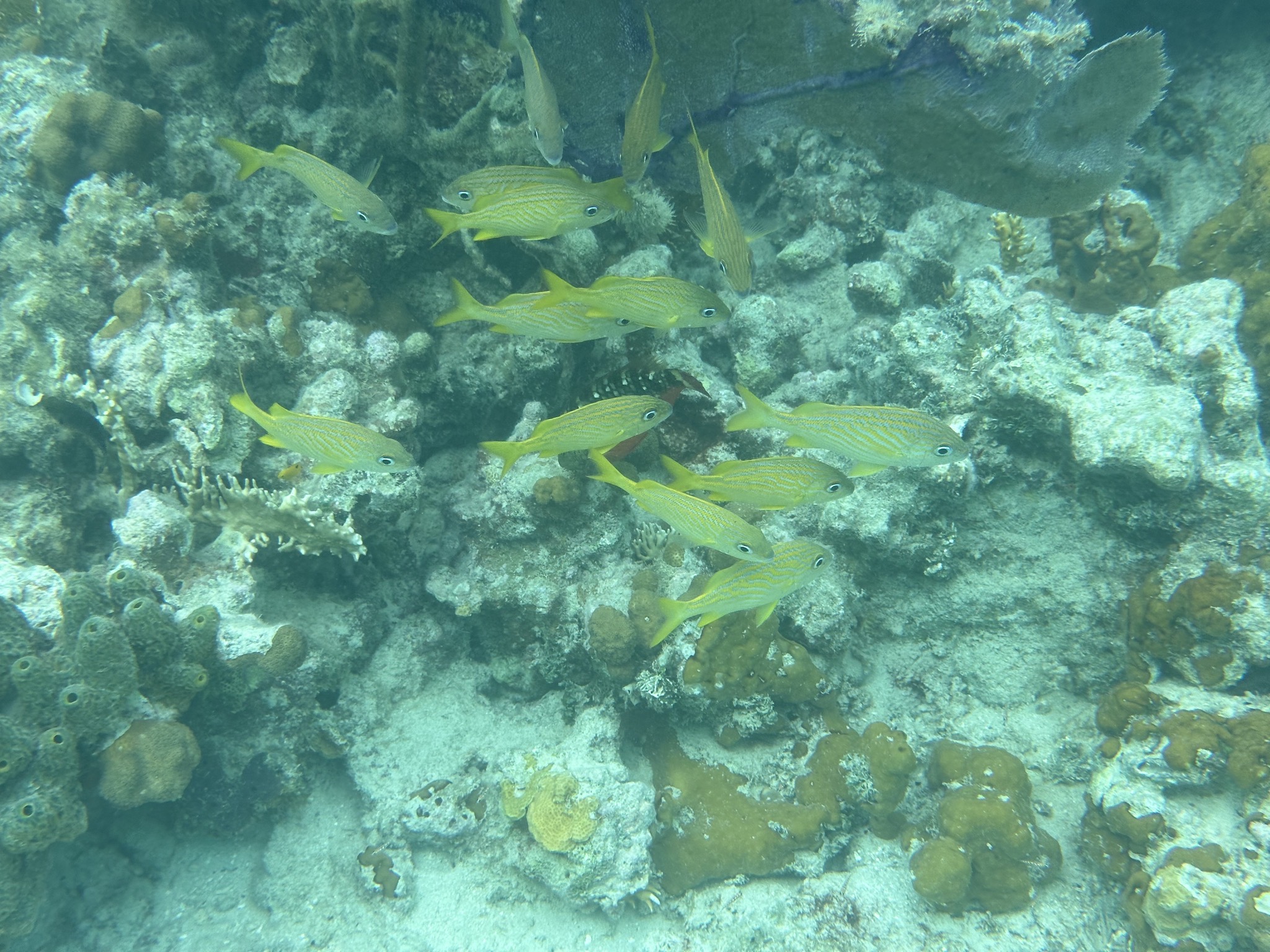Fish