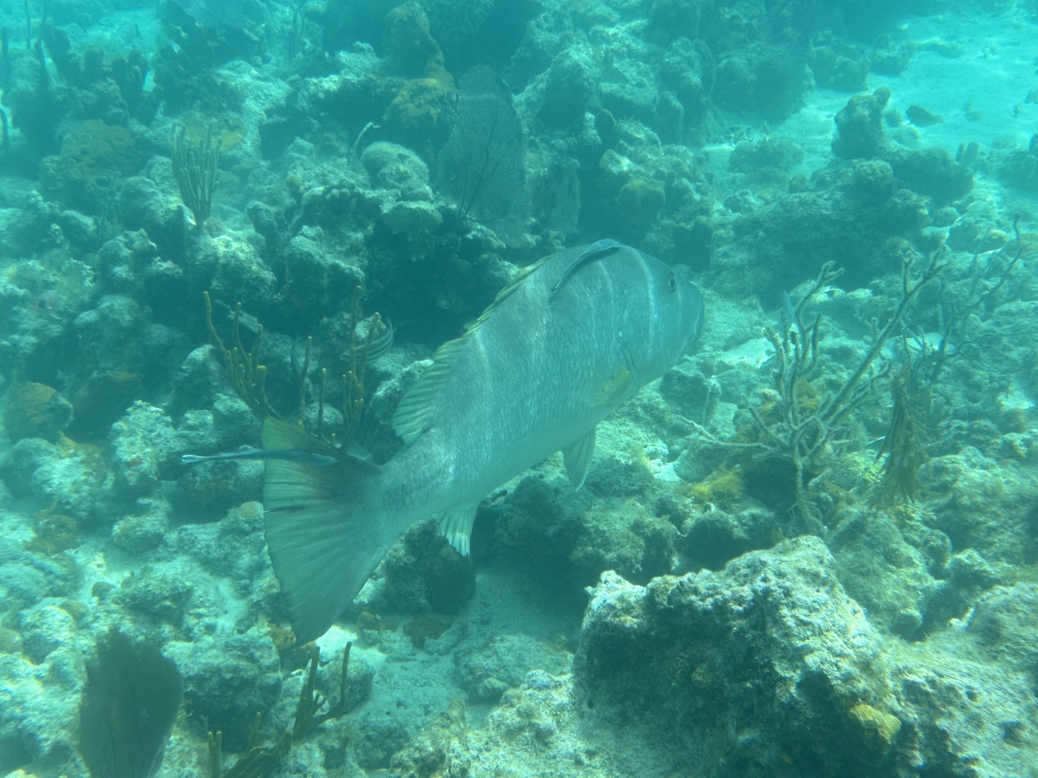 Fish