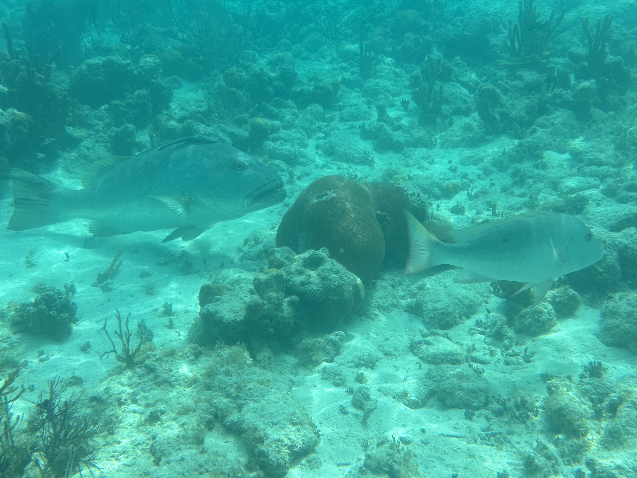 Fish