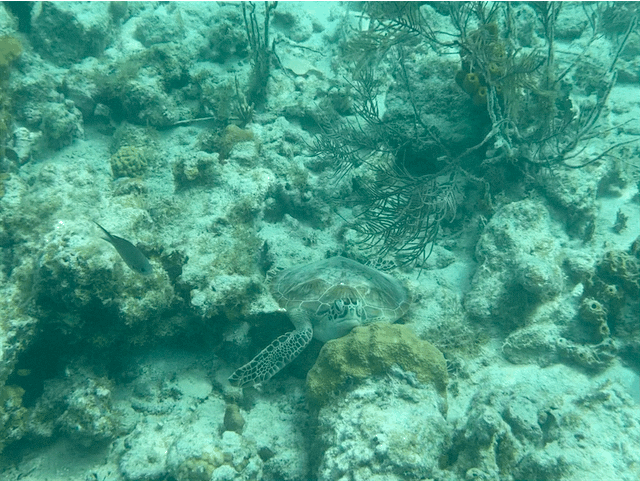 Turtle